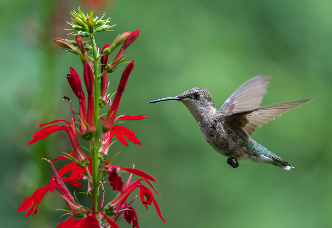 hummingbird-2.jpg