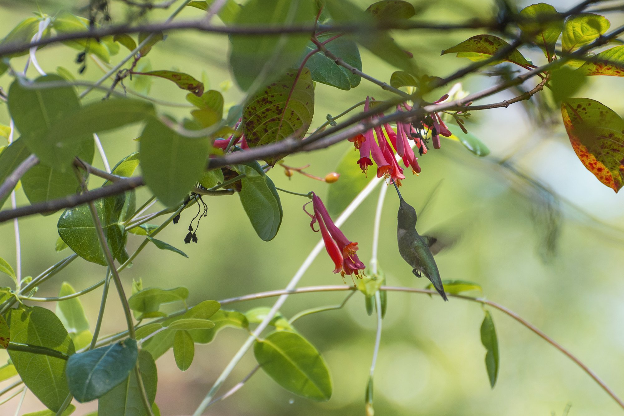 Hummingbird-2500px.jpg