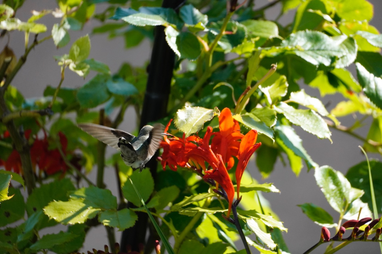 Hummingbird butt.jpg