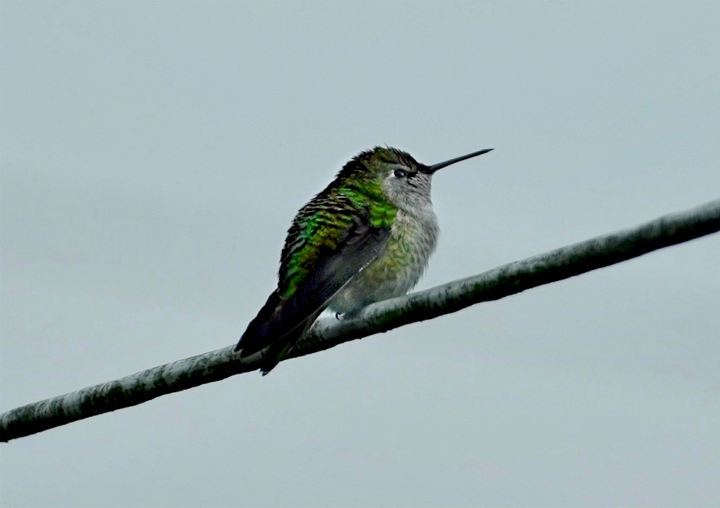 hummingbird - cold.jpg