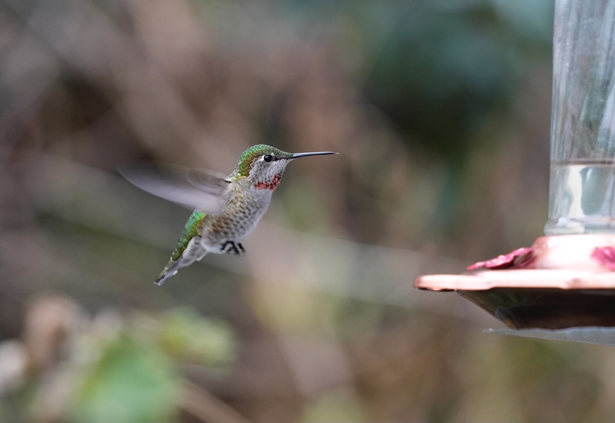 Hummingbird2jpeg.jpeg