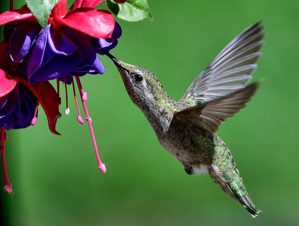 Hummingbird_05182015_7249b_1000p.jpg