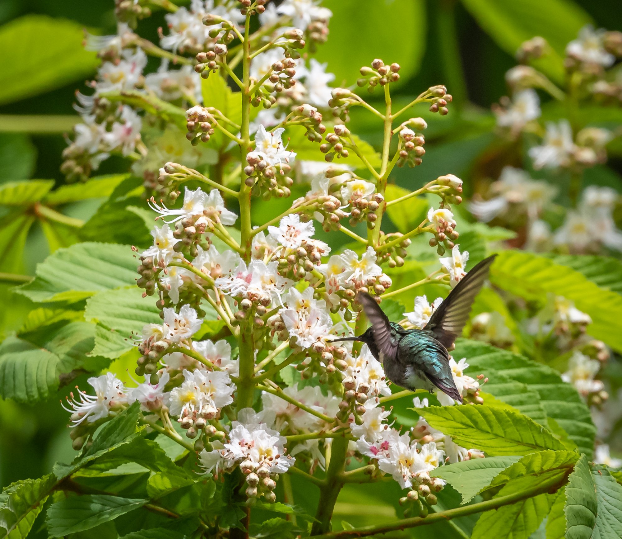 hummingbird_5-17-2020-102026.jpg