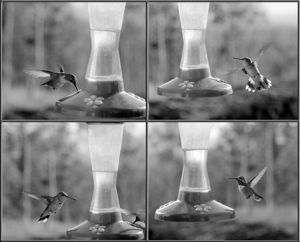 HummingBirds.jpg