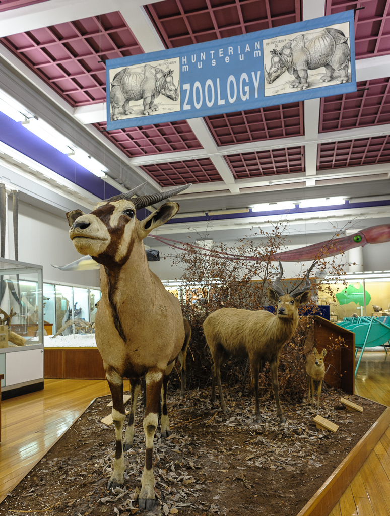 HunterianZoology-164.jpg