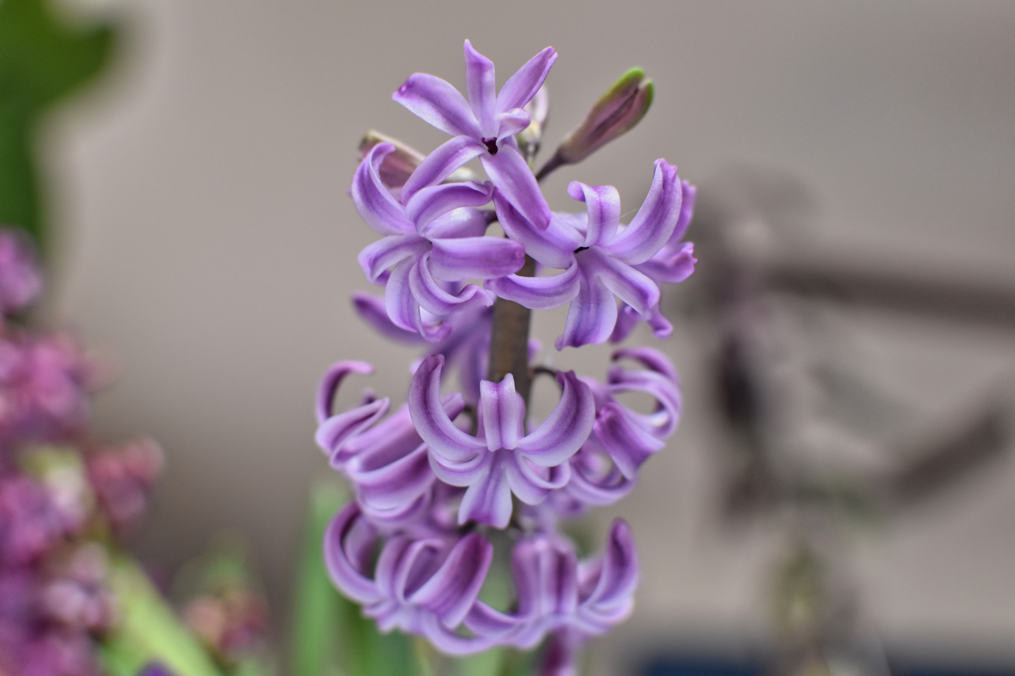 hyacinth_bloom_022021.jpeg