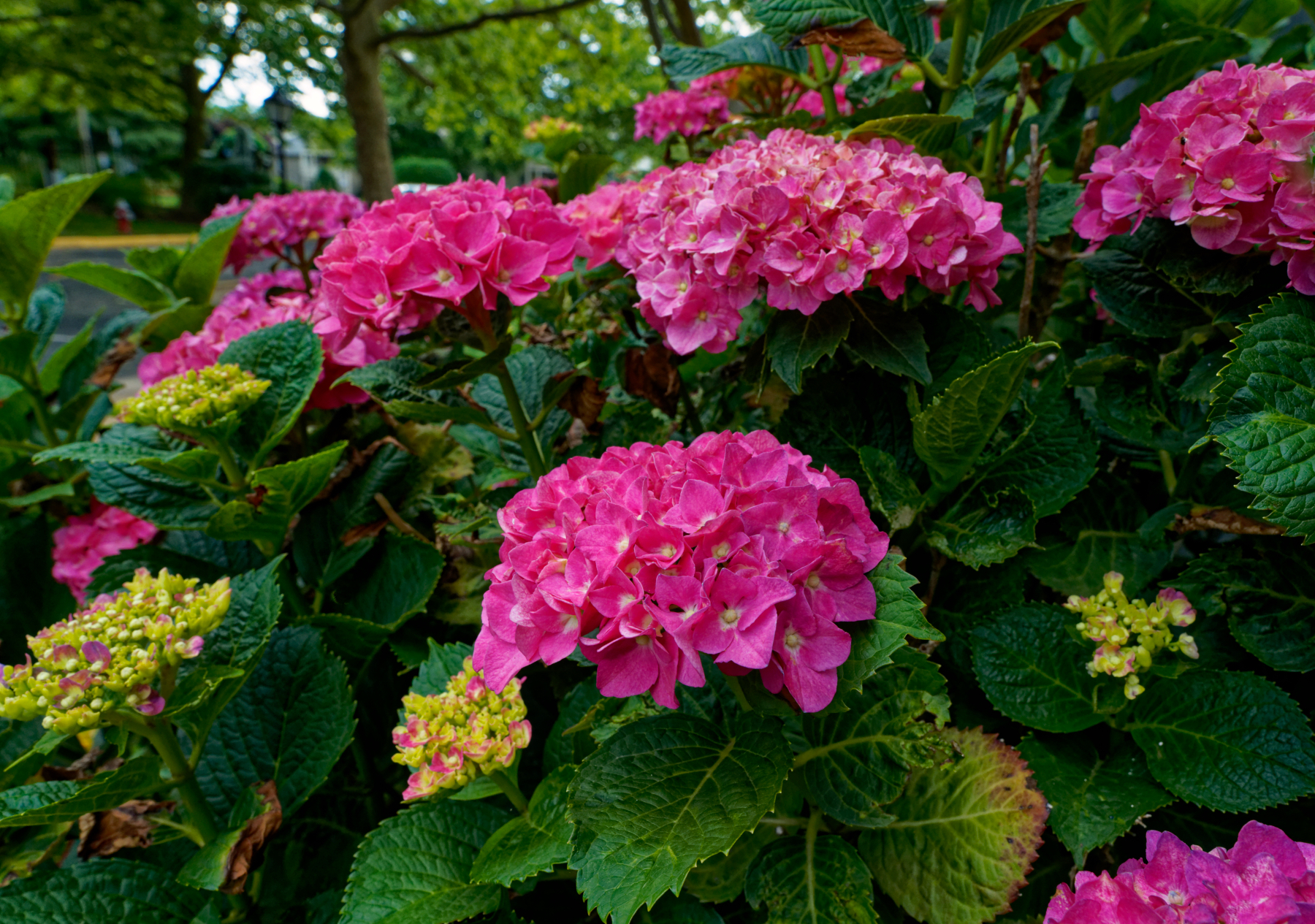 Hydrangea Bush in Bloom.jpeg