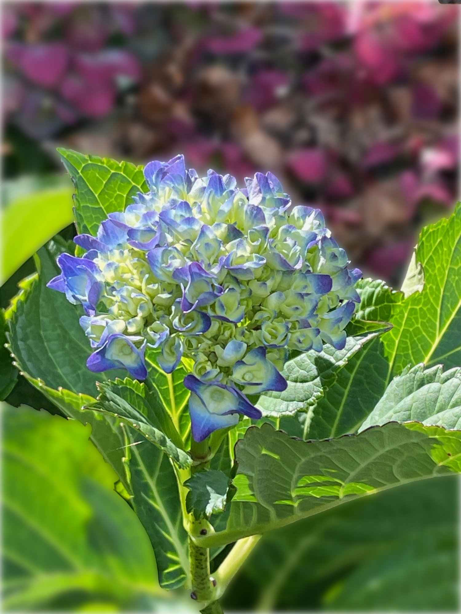 Hydrangea.jpeg