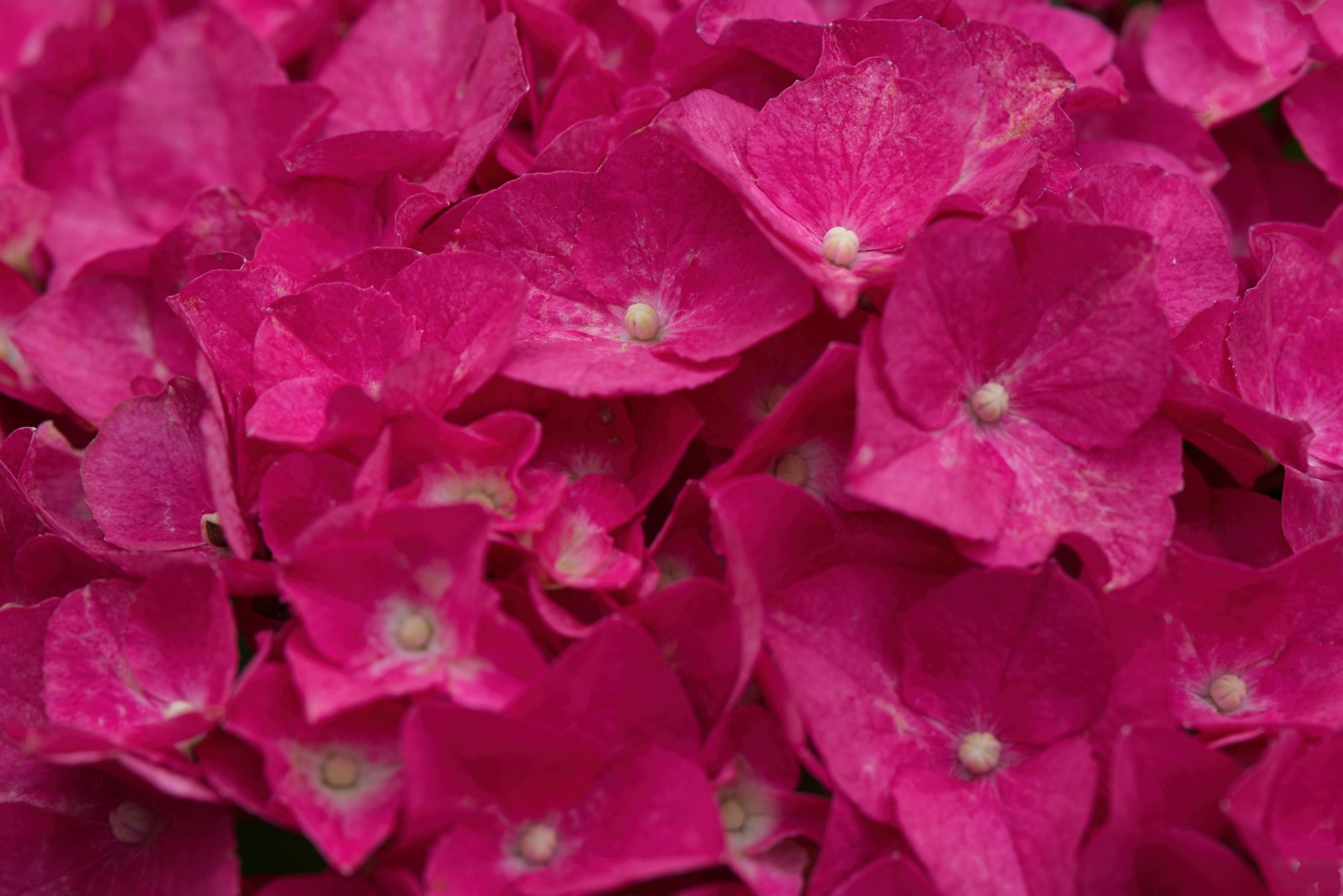 Hydrangea Up Close and Personal.jpeg