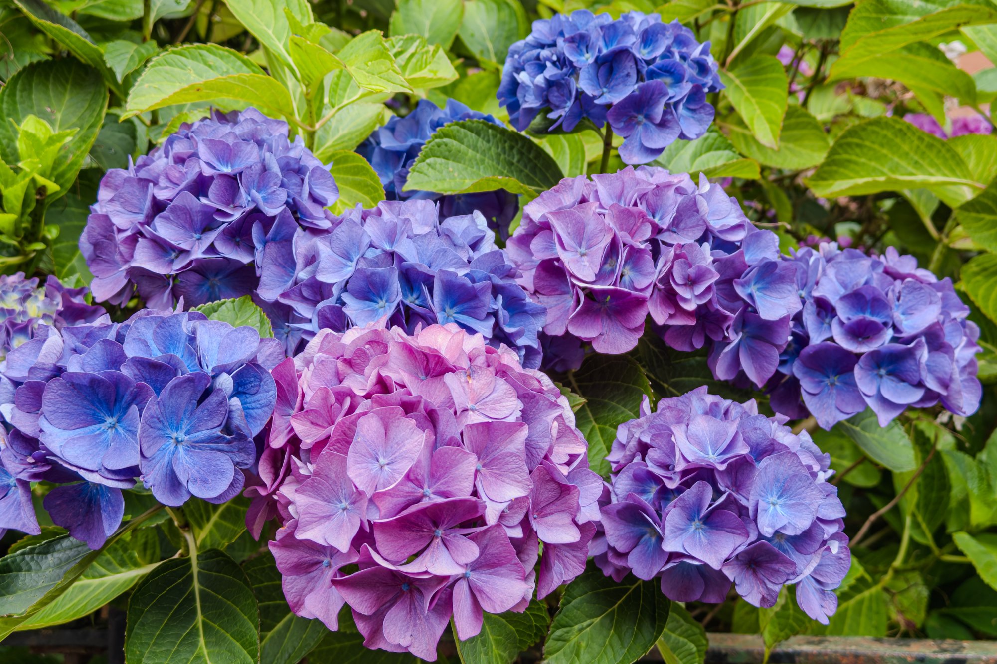 Hydrangea20250702-2.jpg