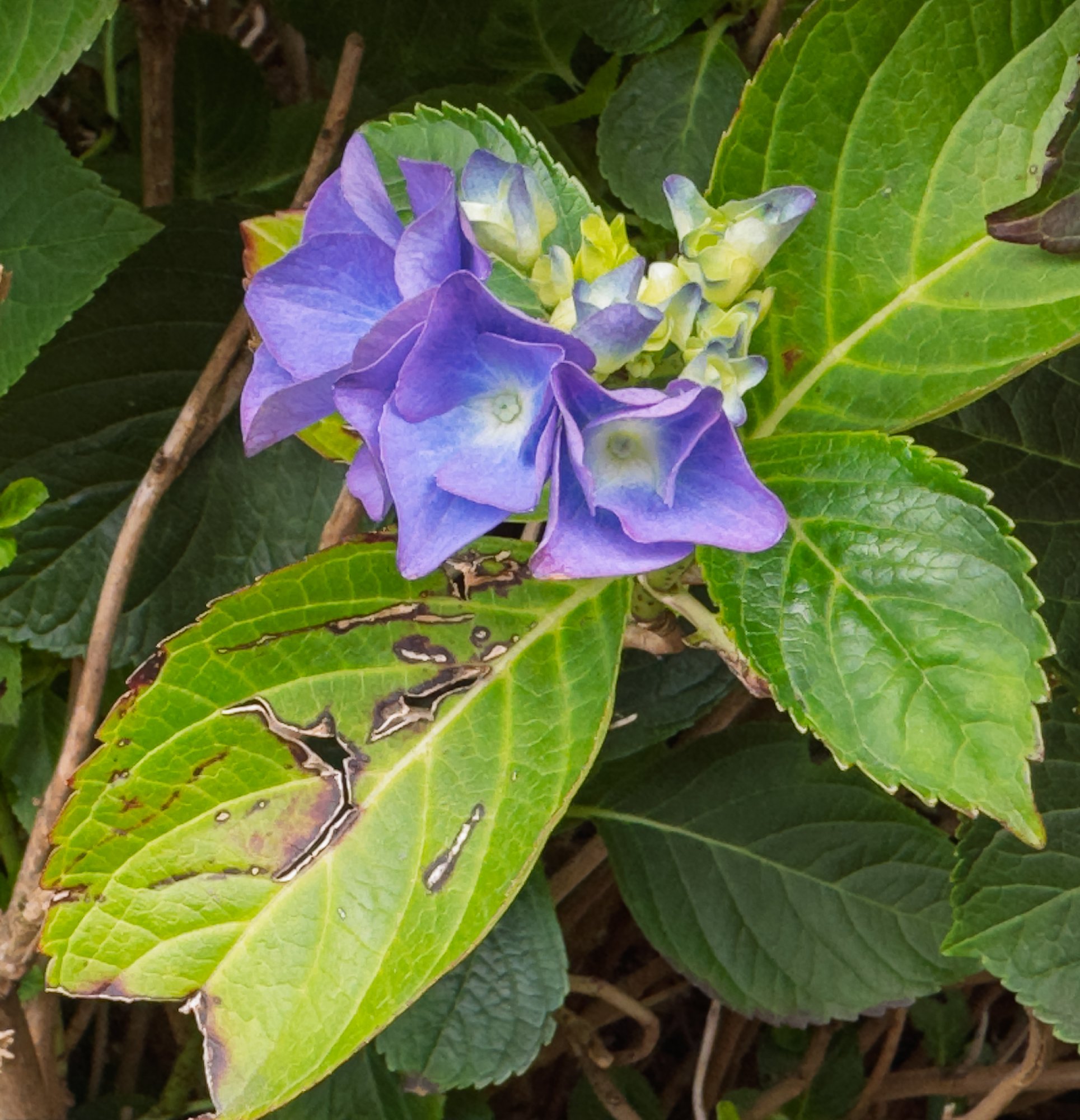Hydrangea20250702-3.jpg