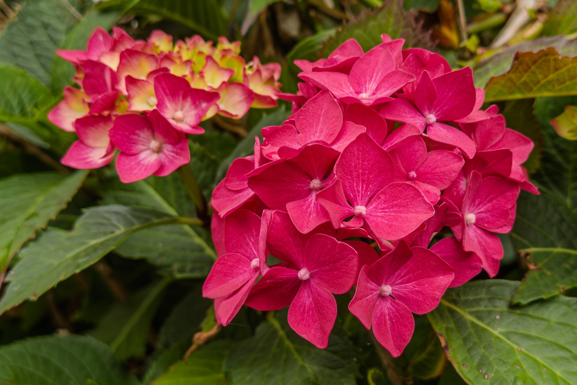 Hydrangea20250702.jpg