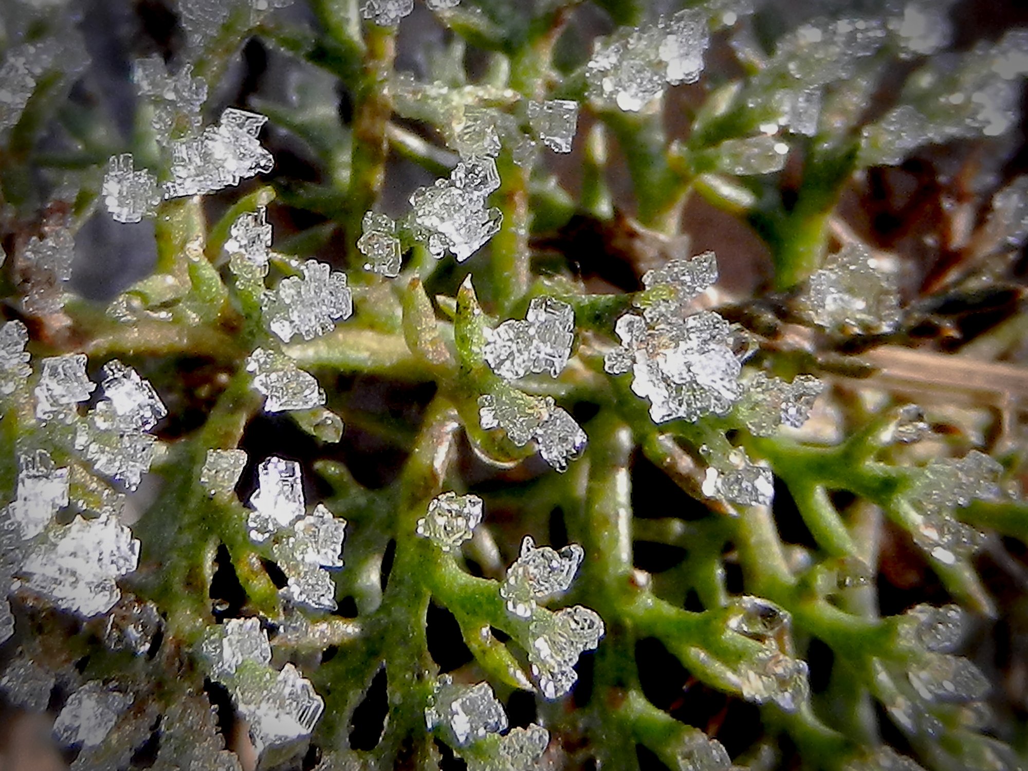 Ice plant xv.jpg