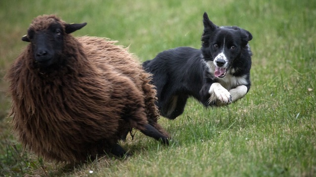 If It Moves, Herd It.jpg