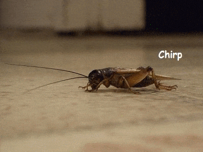 image.gif