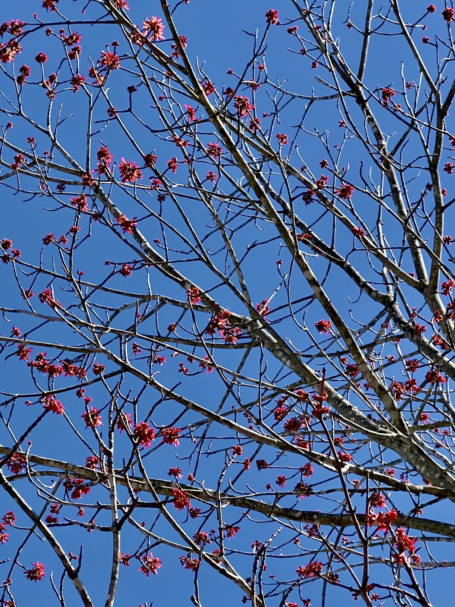IMG-3724.jpg