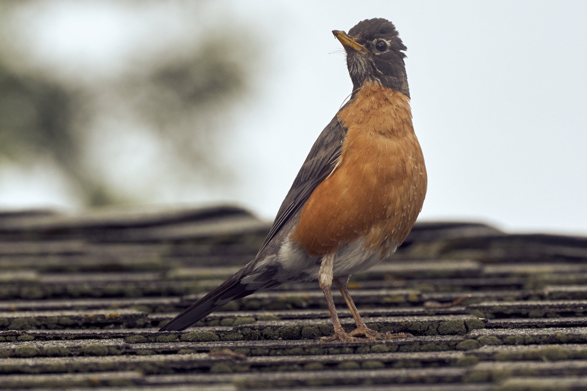 img-american-robin-2-00007-Jun 21 2021.jpg