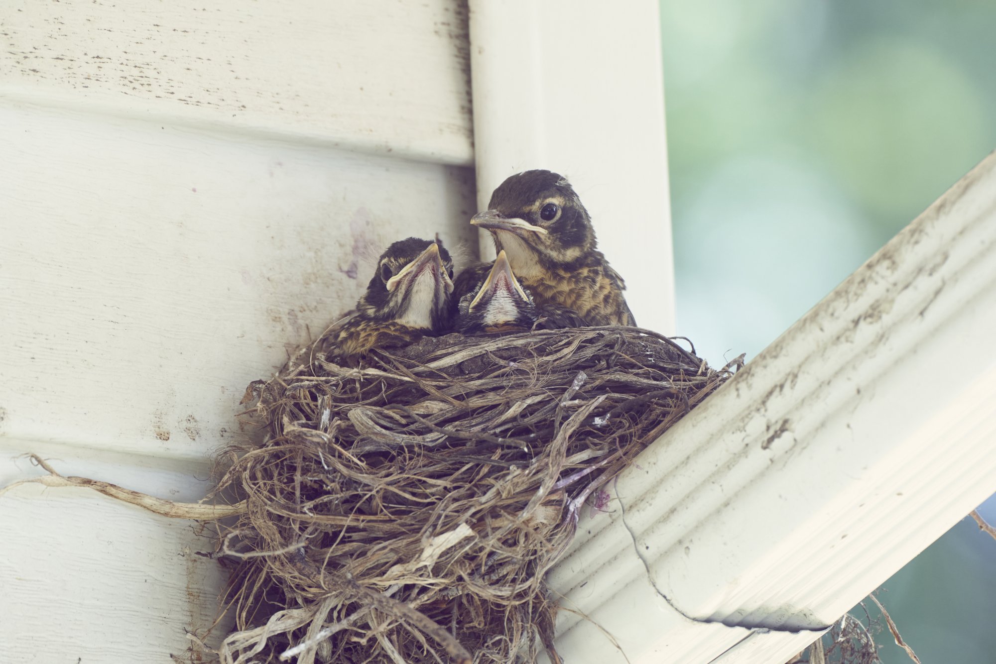 img-american-robin-2-00012-Jun 22 2021.jpg