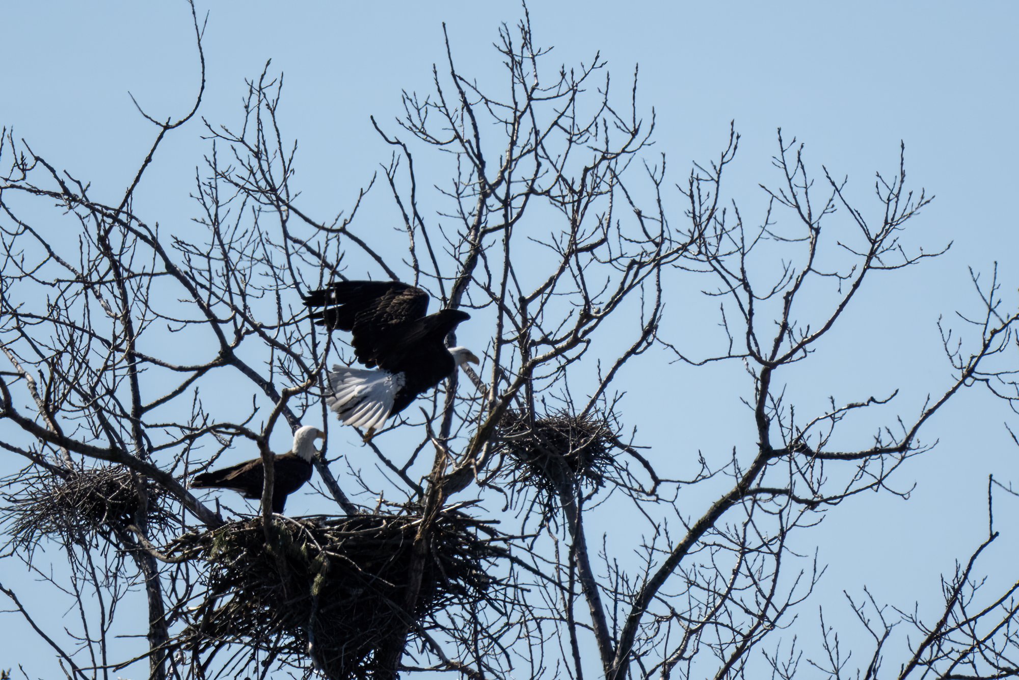 img-bald-eagle-007.jpg