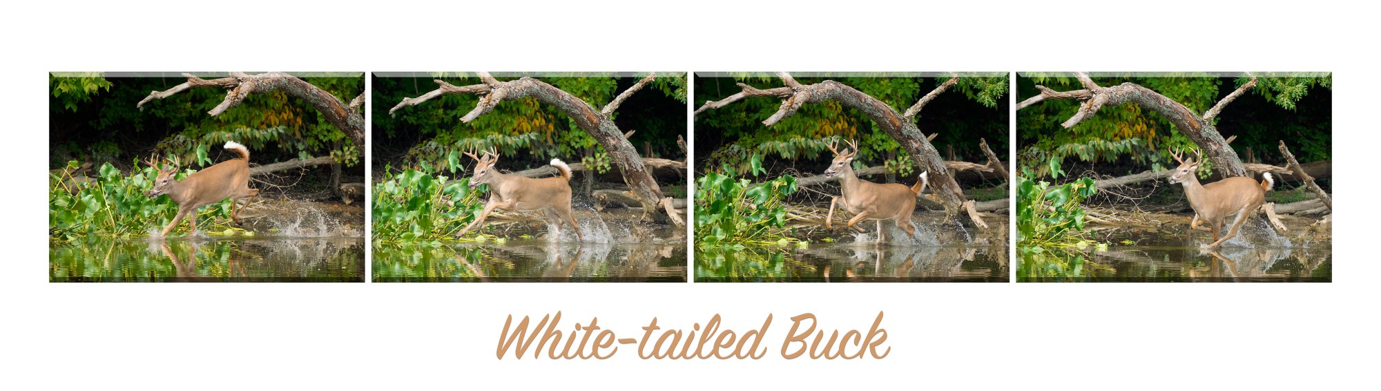 img-banner-deer-001.jpg