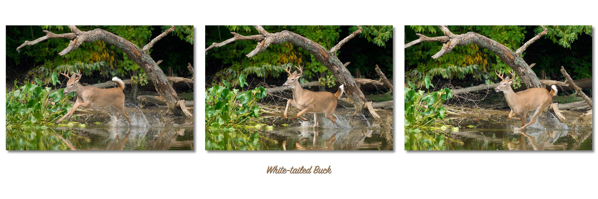 img-banner-deer-002.jpg