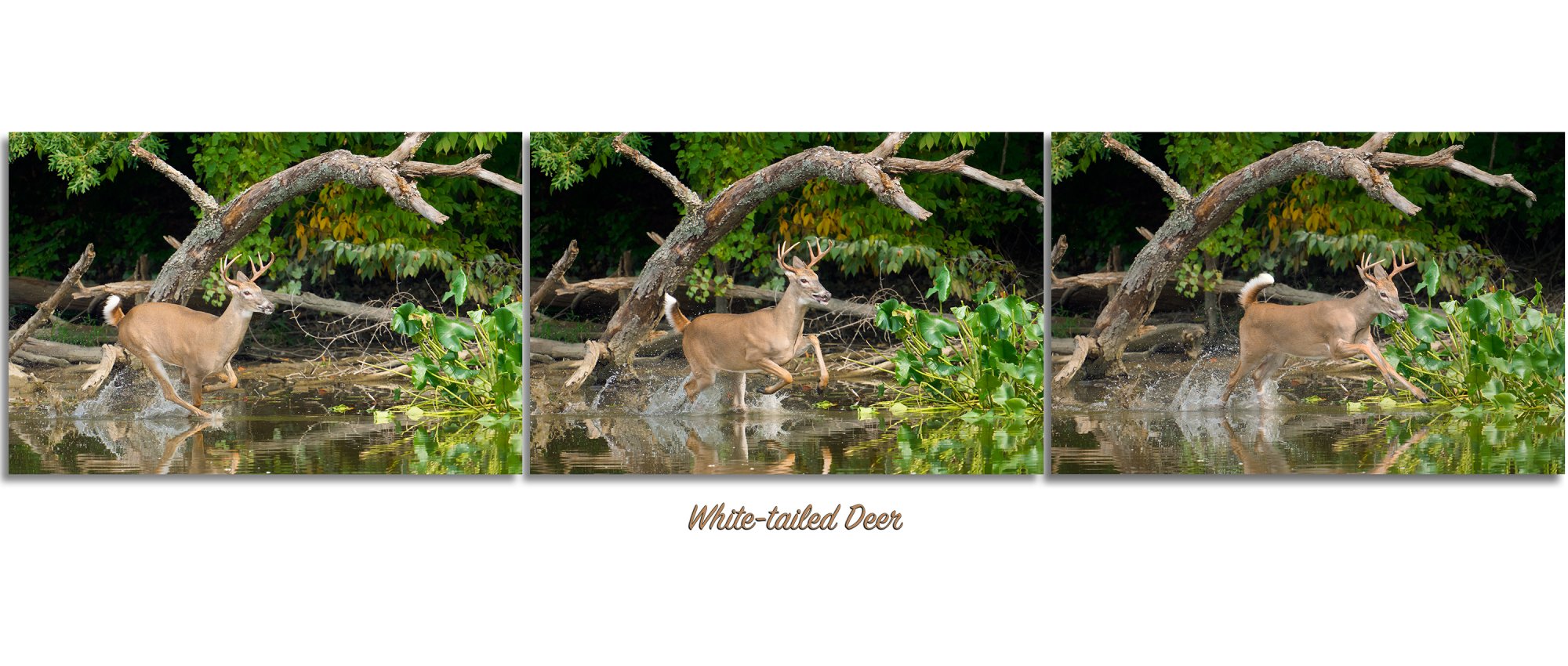 img-banner-deer-latest-revision-001.jpg