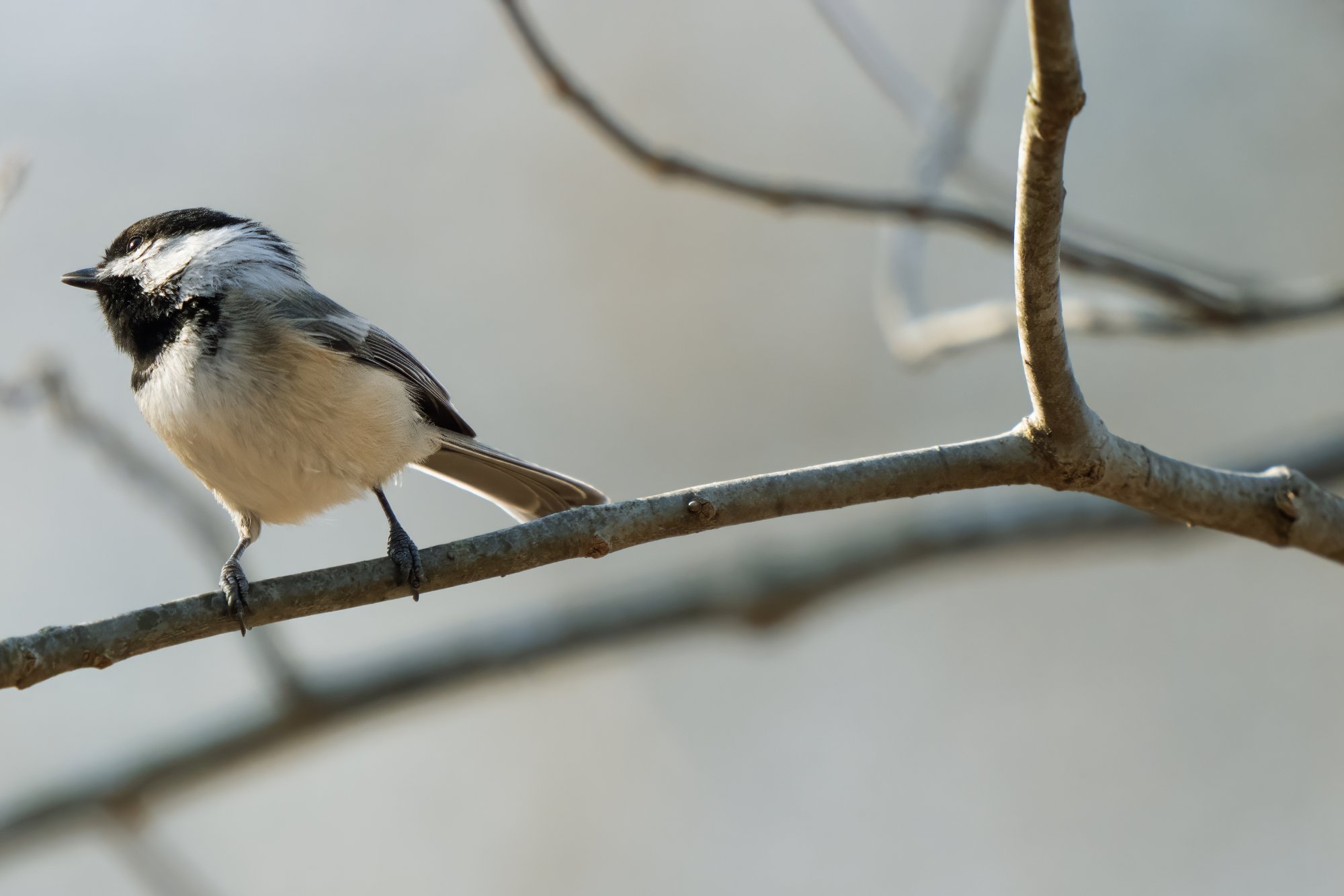 img-black-capped-chickadee-001.jpg