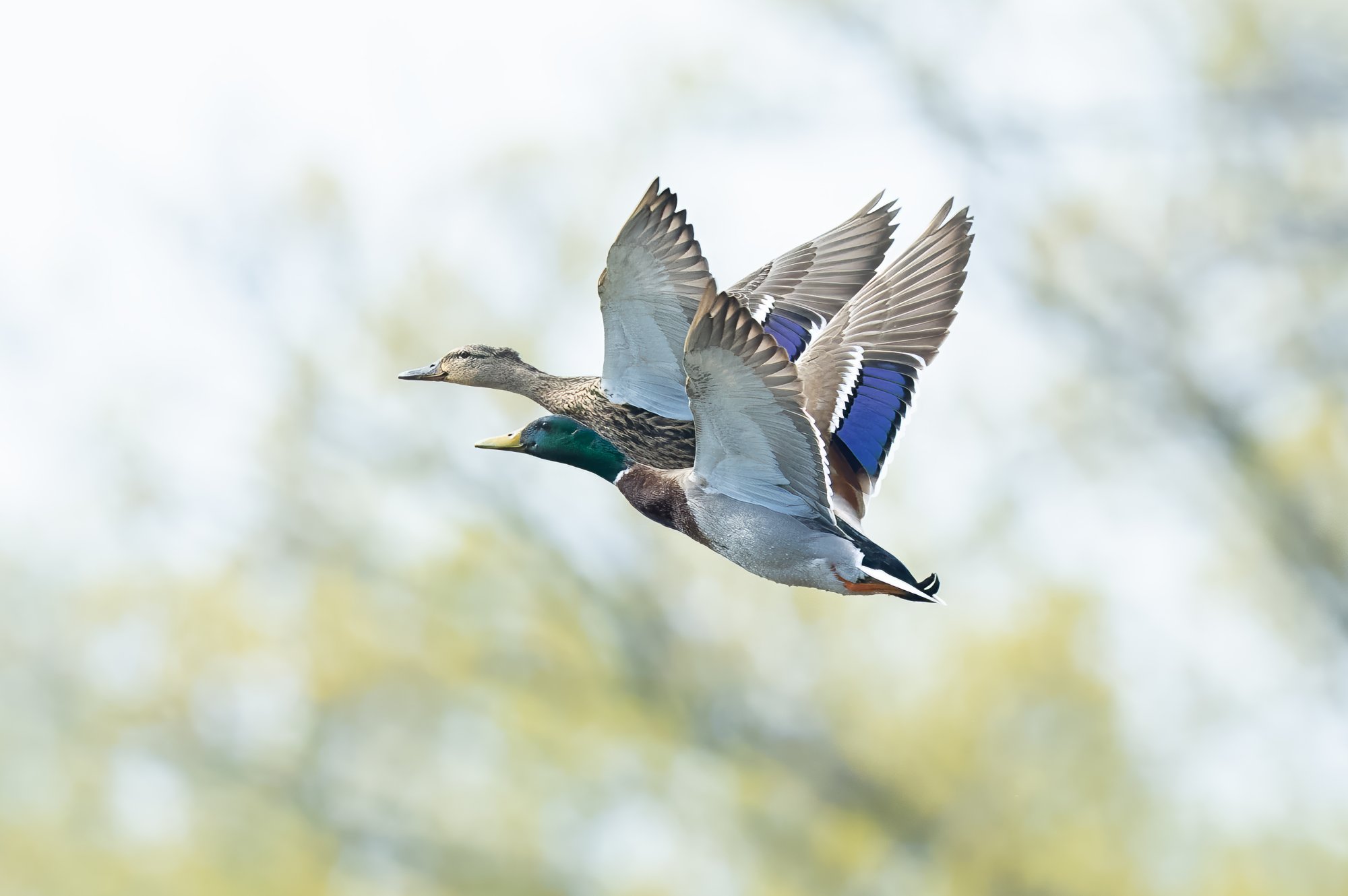 img-flying-mallard-ducks-001.jpg