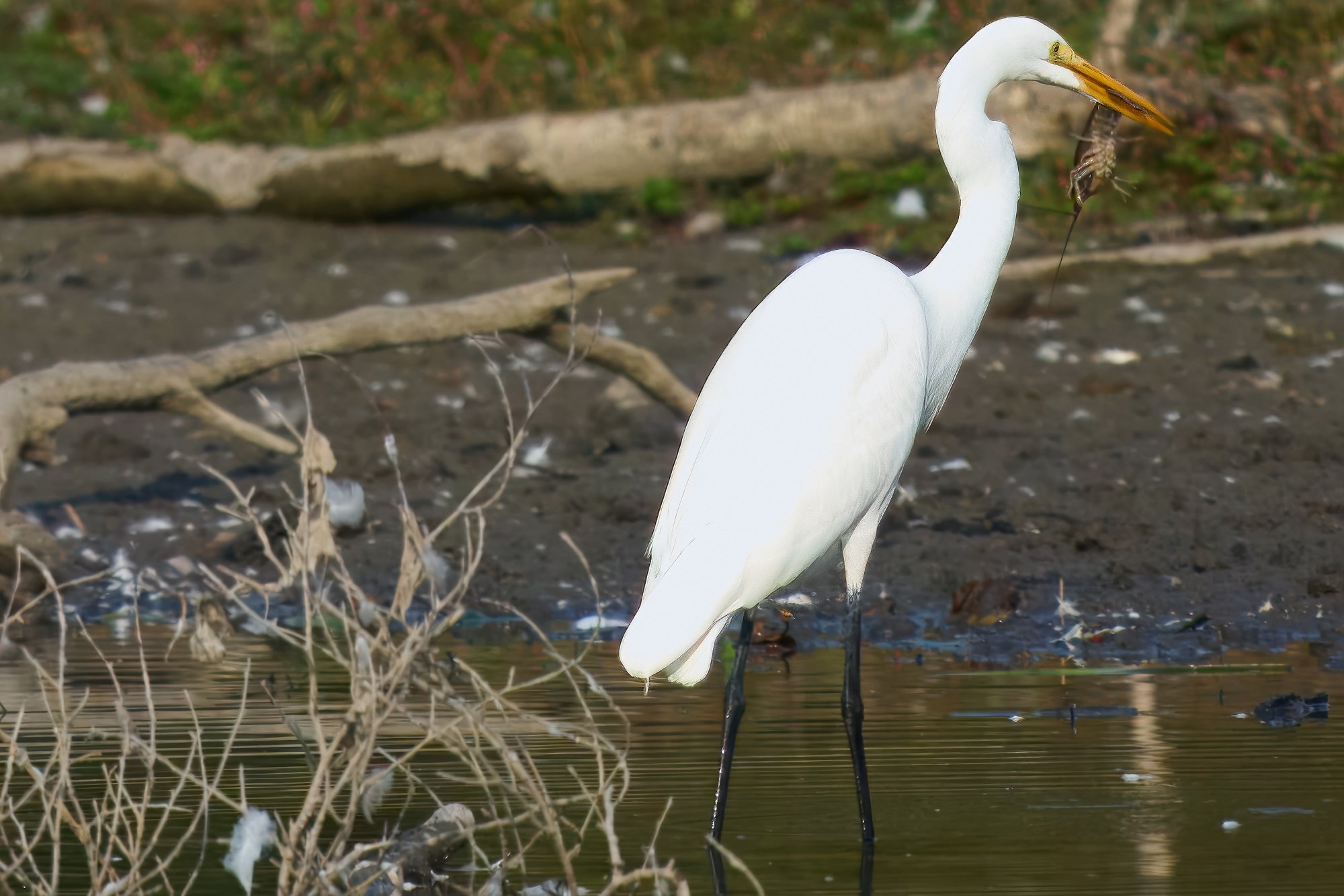 img-great-egret-002-23-09-22-10-42crop.jpg