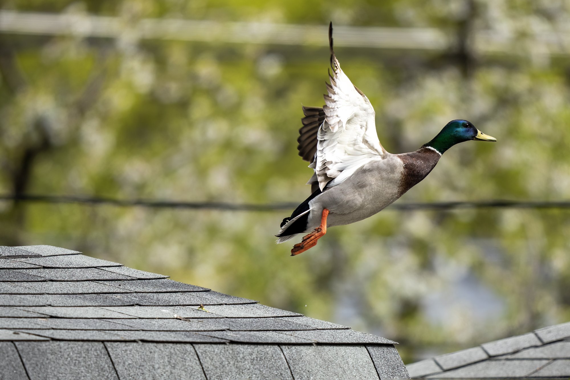 img-mallard-duck-001.jpg