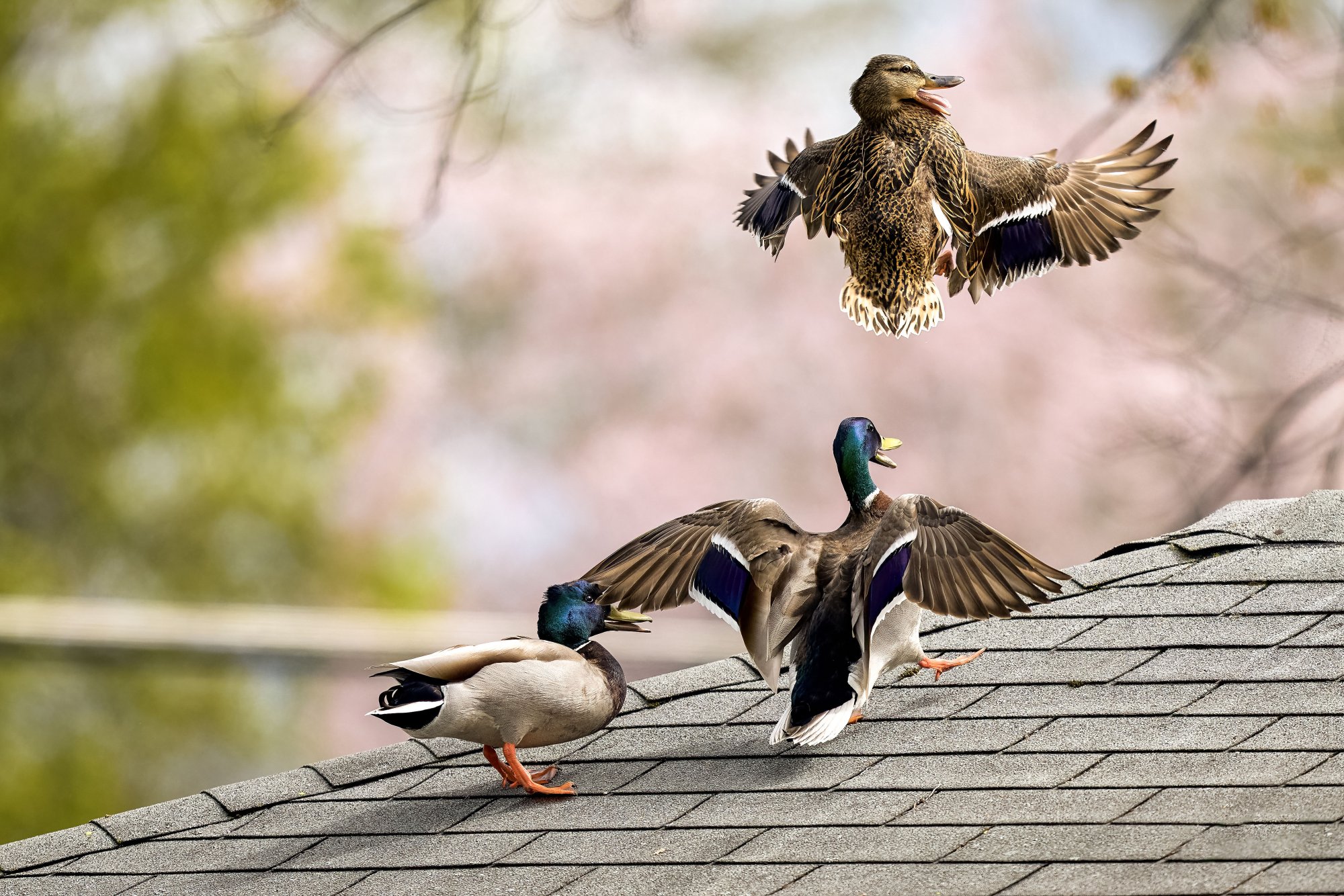 img-mallard-ducks-0004-May22023-large.jpg