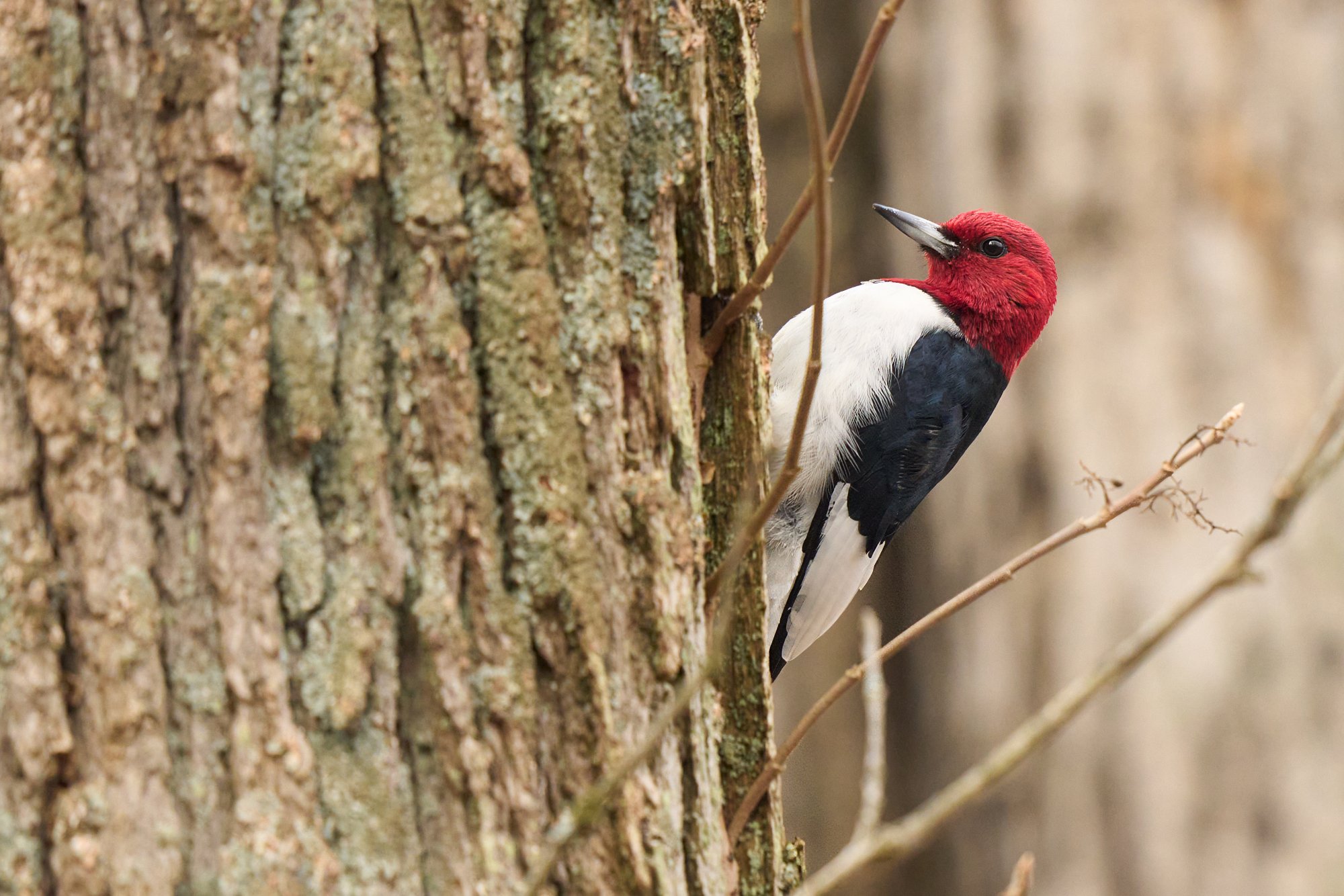 img-red-headed-woodpecker-11-51-09-Mar 02 2024.jpg