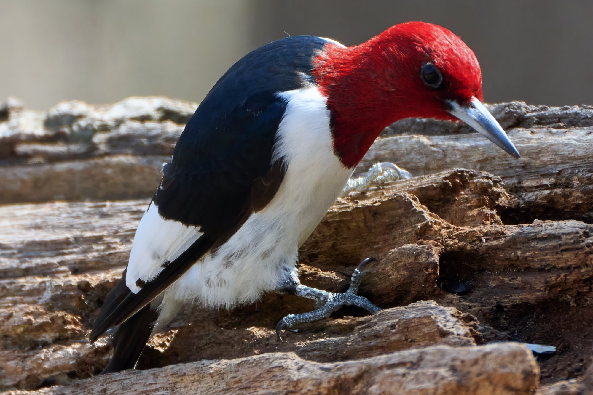 img-red-headed-woodpecker-Apr 28 2022-006.jpg