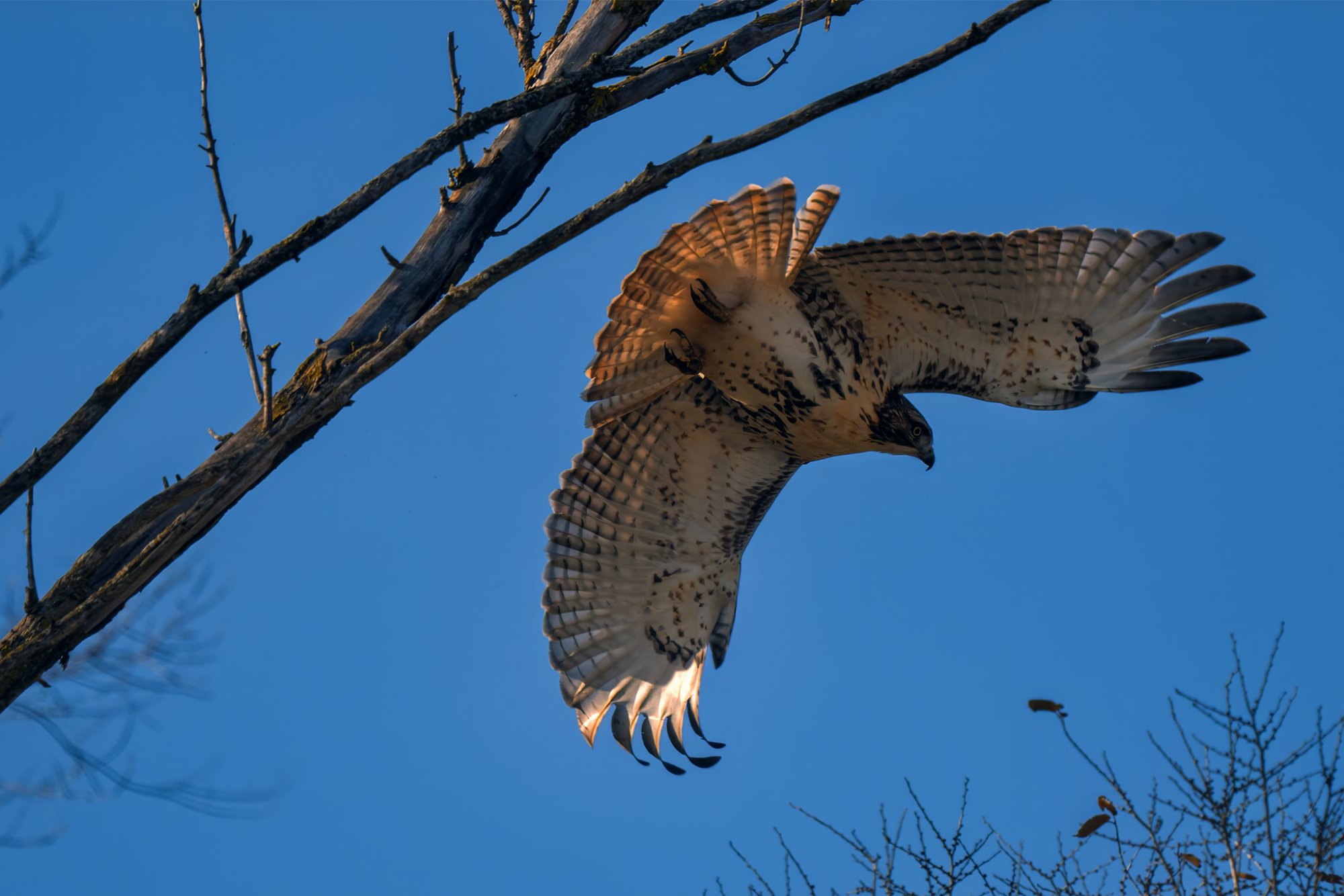 img-red-tailed-hawk-001.jpg