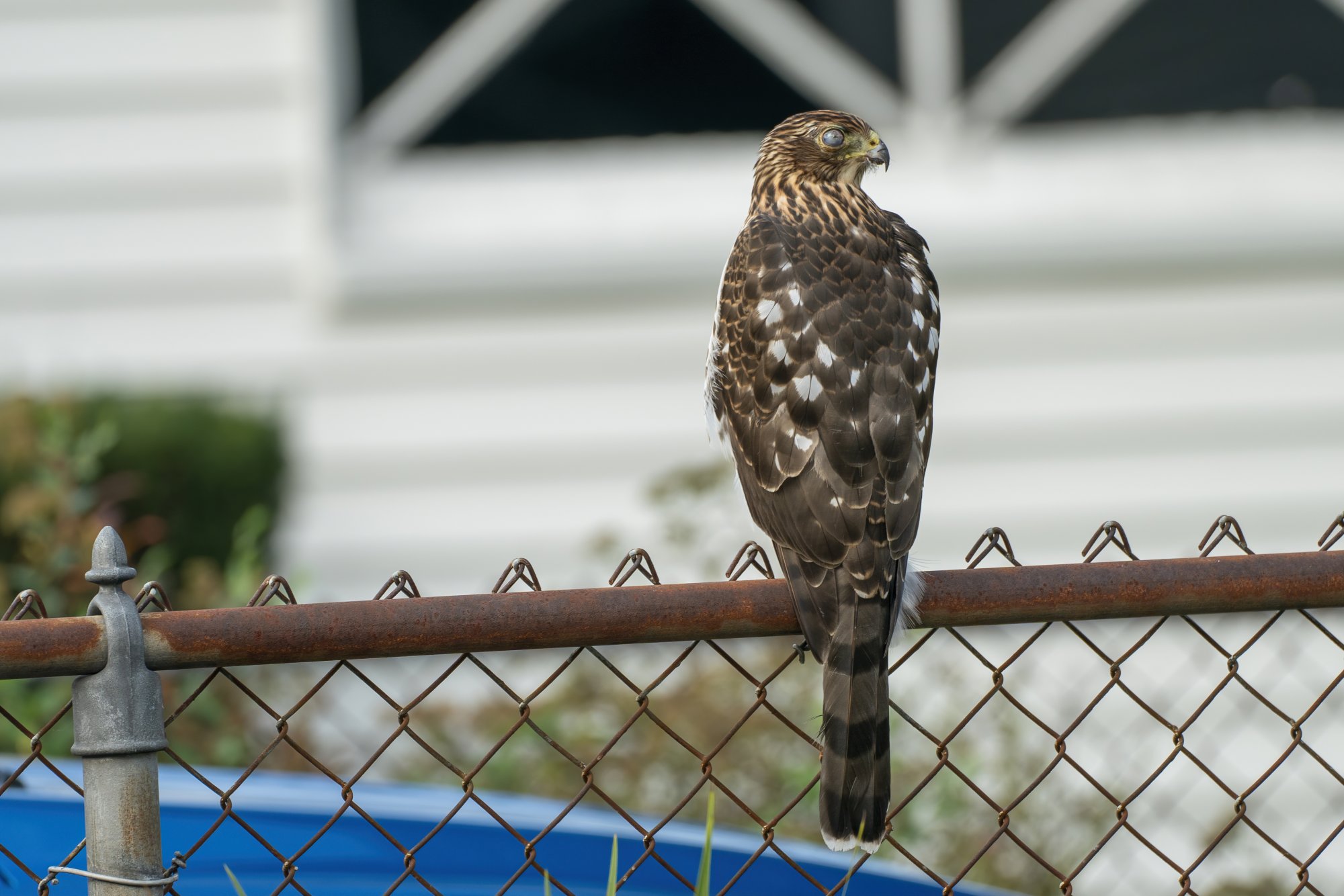 img-red-tailed-hawk-003-SAI-sharpen.jpg