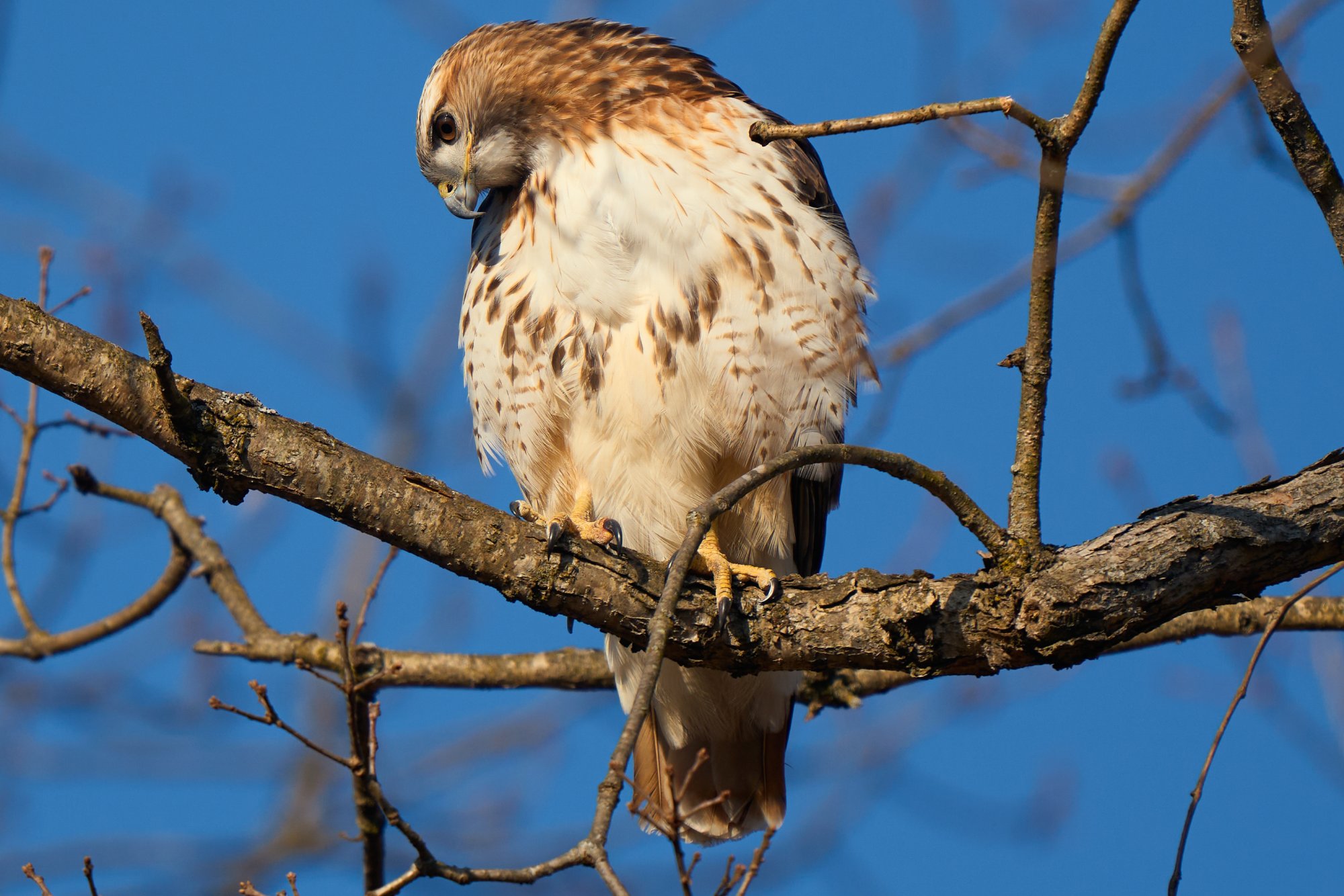 img-red-tailed-hawk-13-46-02.jpg