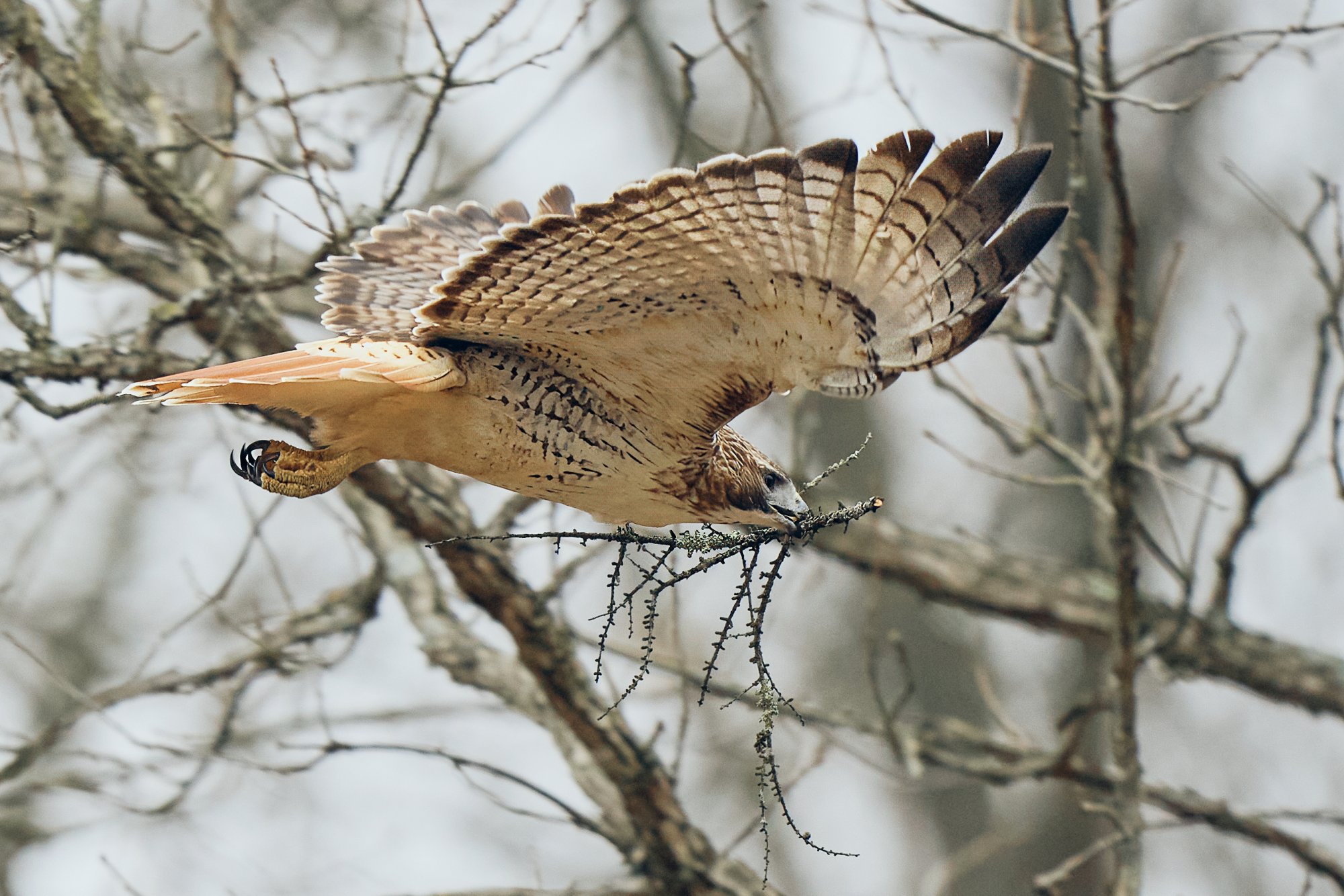 img-red-tailed-hawk-b.jpg