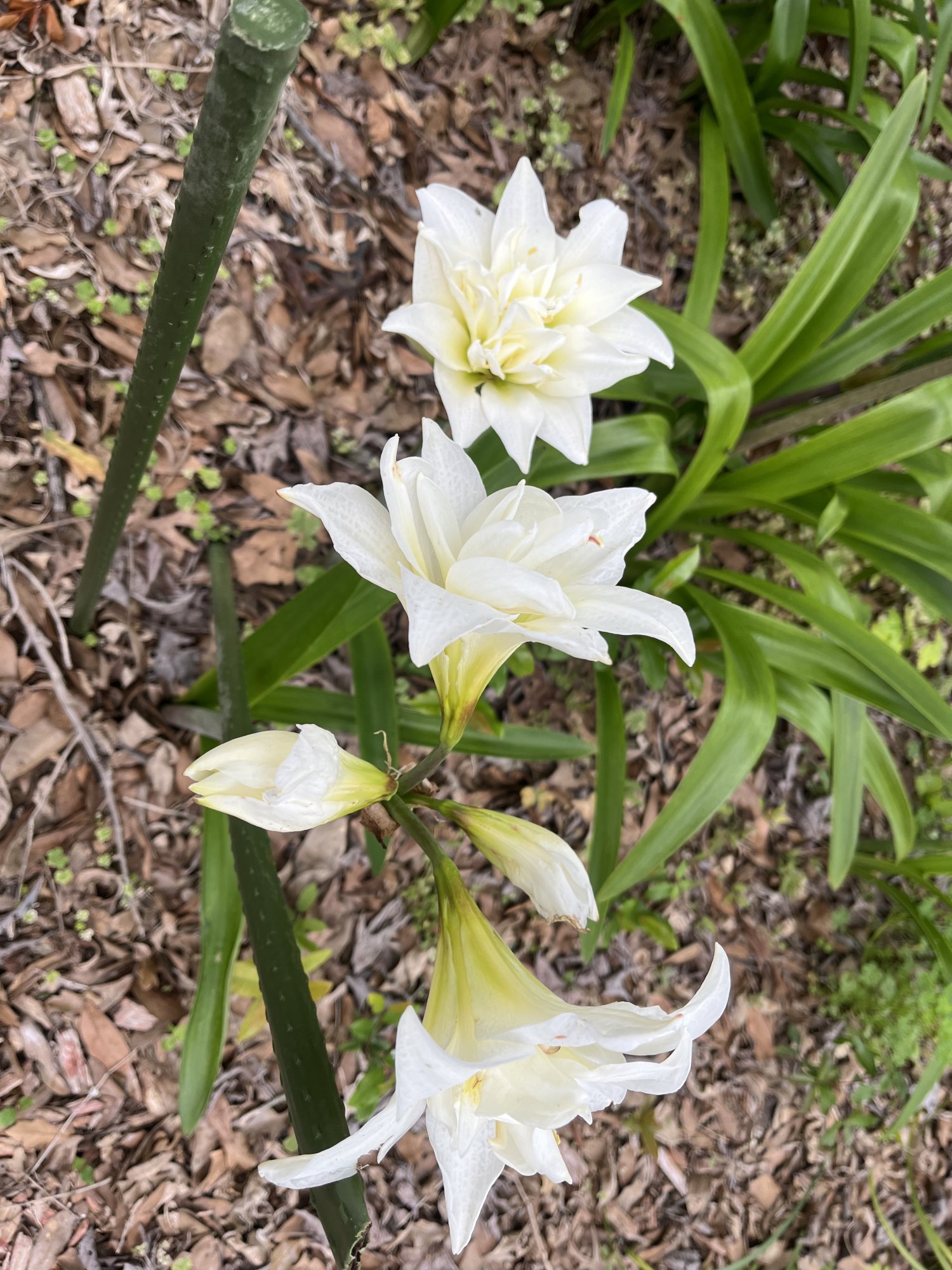 IMG_0067.jpeg