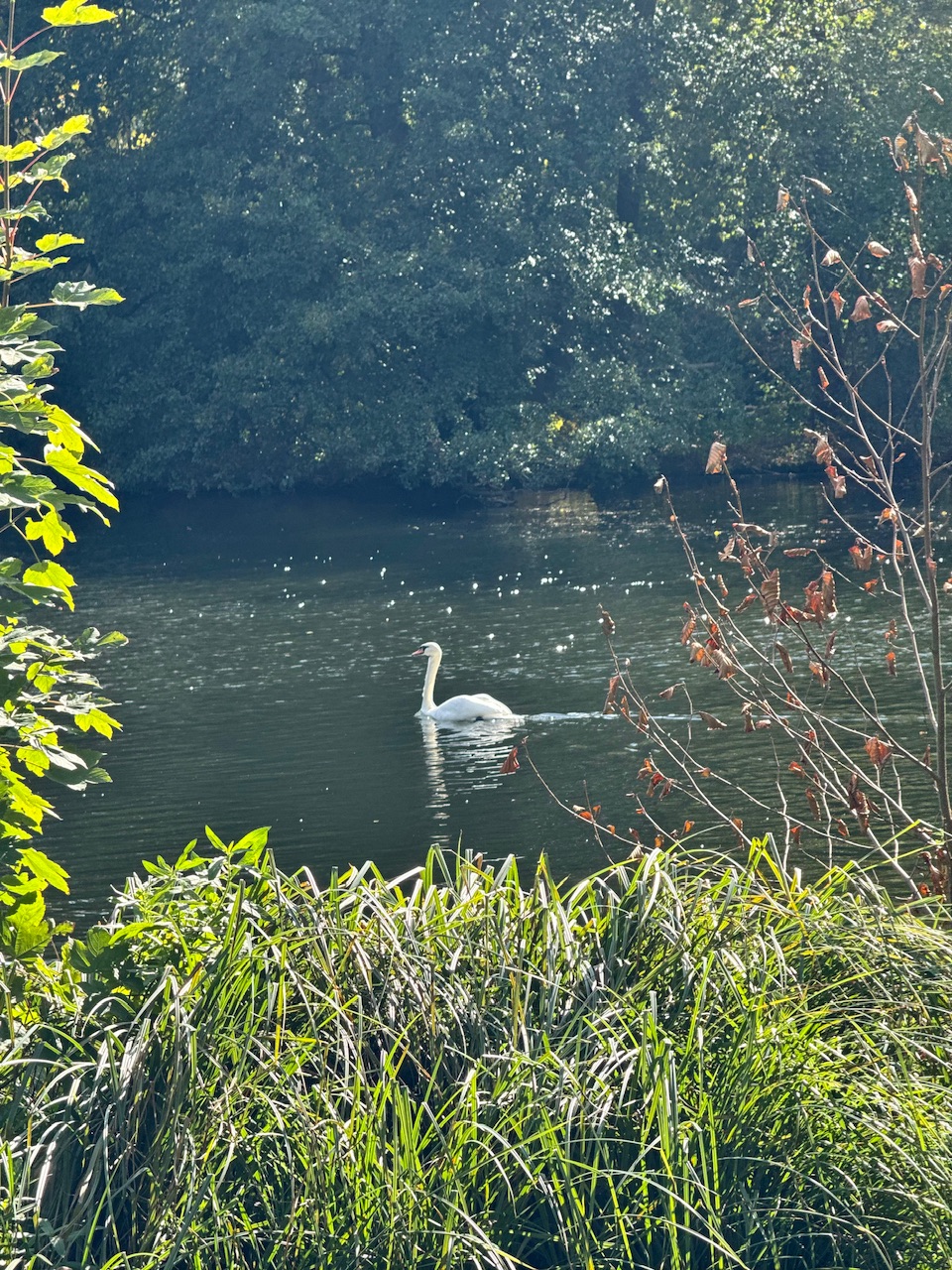 IMG_0380.jpeg