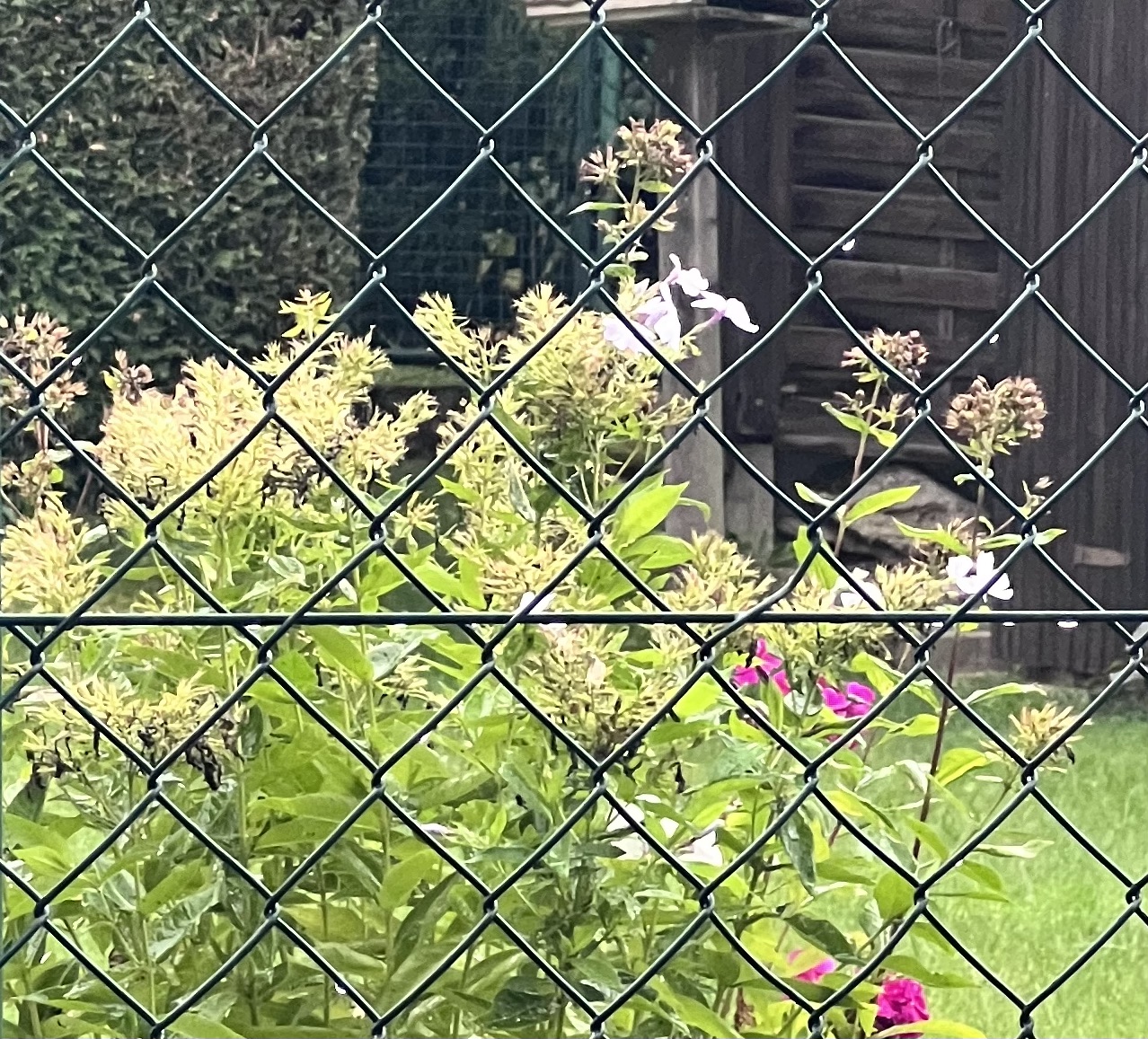 IMG_0547.jpeg