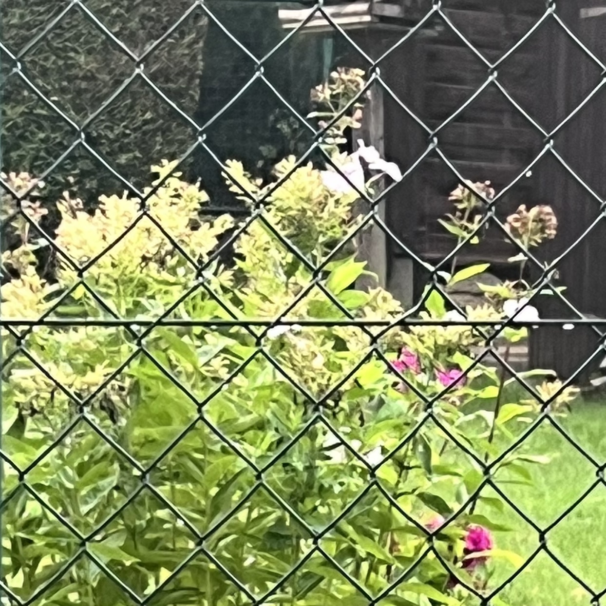 IMG_0548.jpeg
