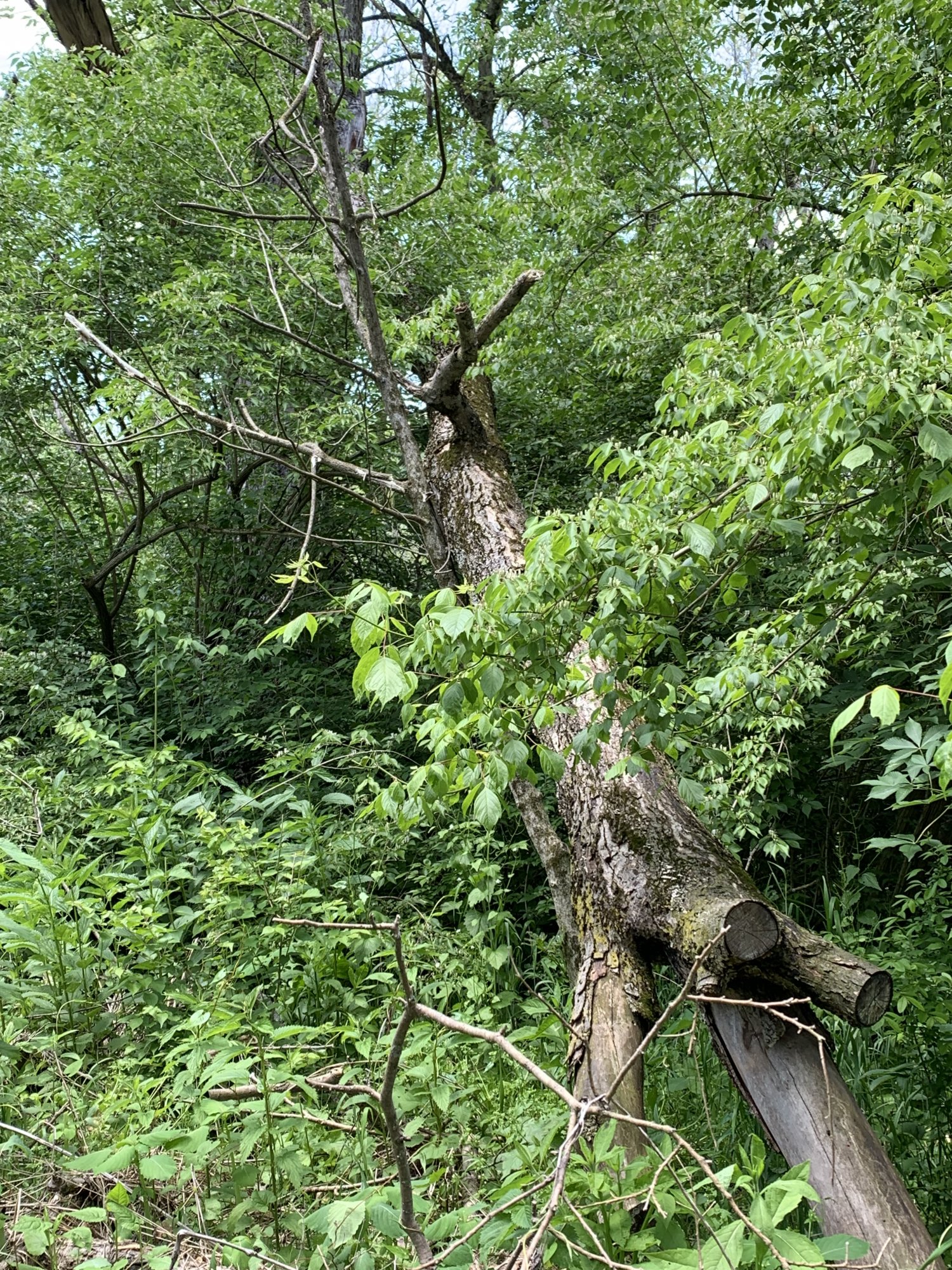 IMG_0753.jpeg