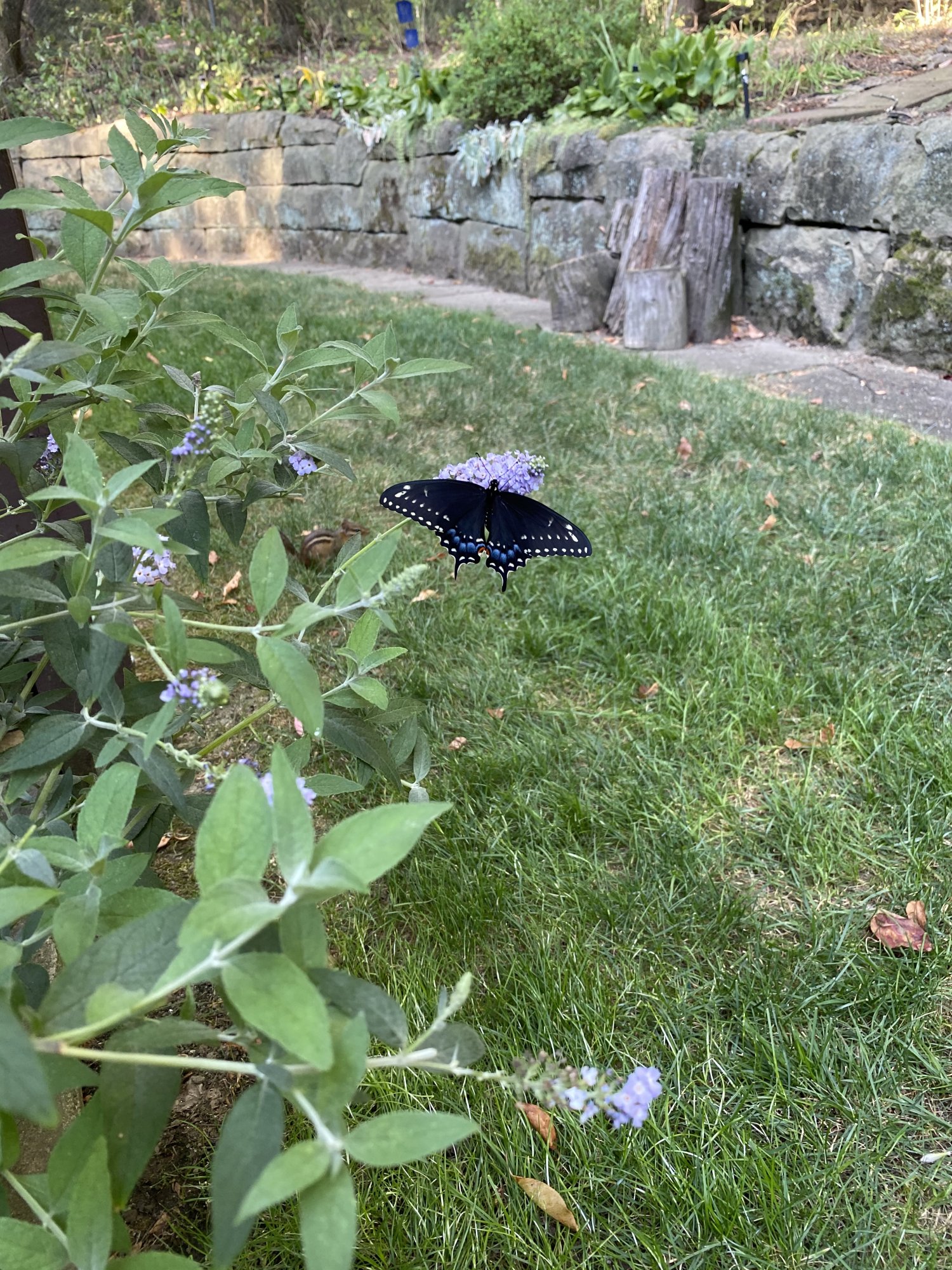 IMG_0937.jpeg