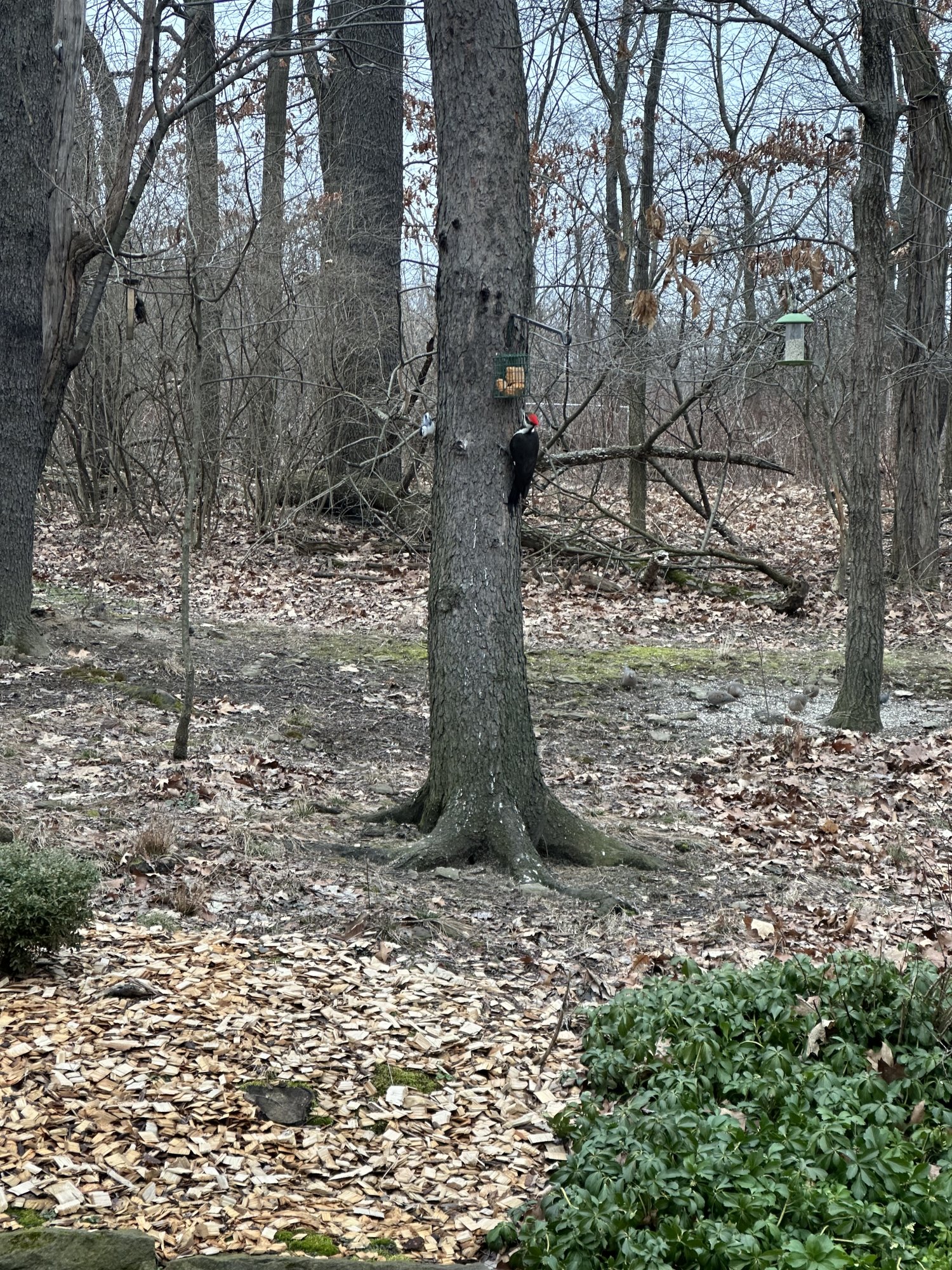 IMG_1008.jpeg