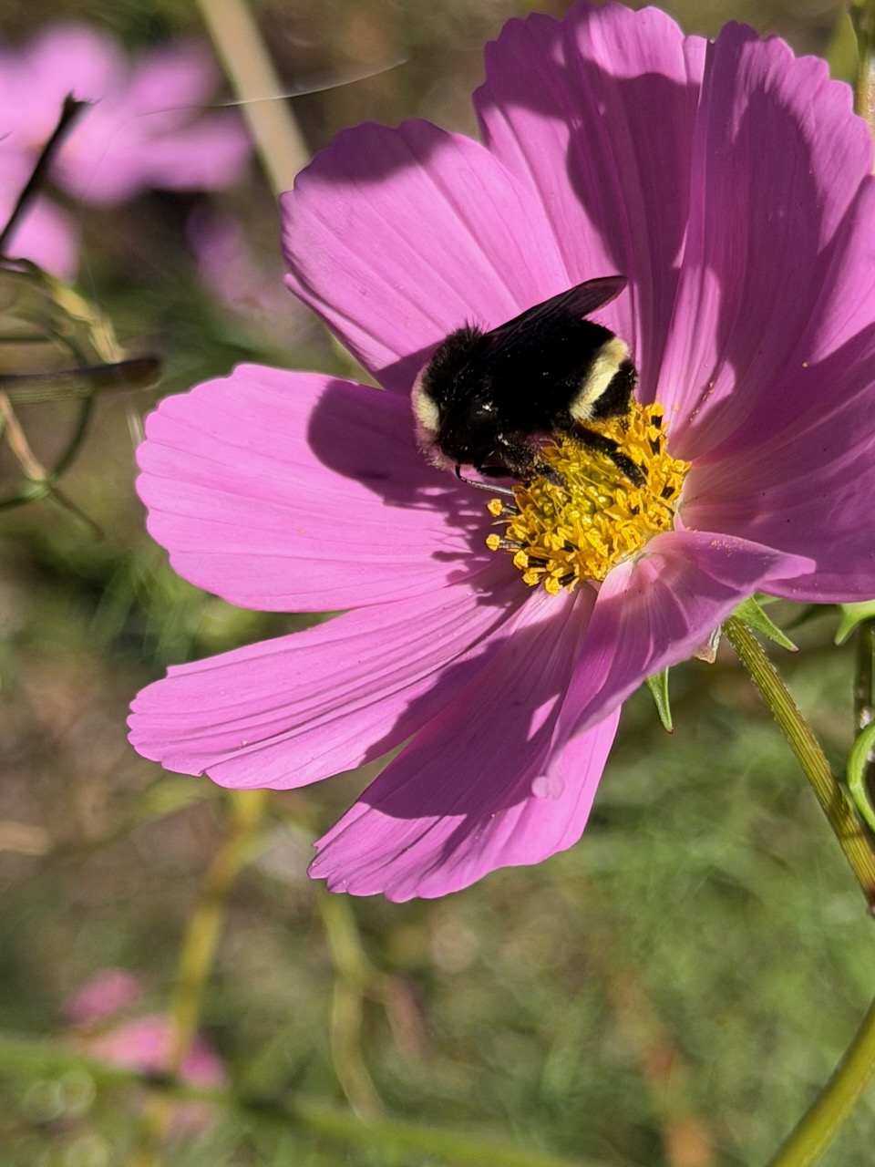 IMG_1058.jpeg