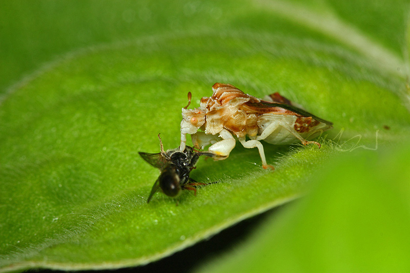 IMG_1221_07-25-2011_Jagged-Ambush-Bug_Phymata-spp.jpg