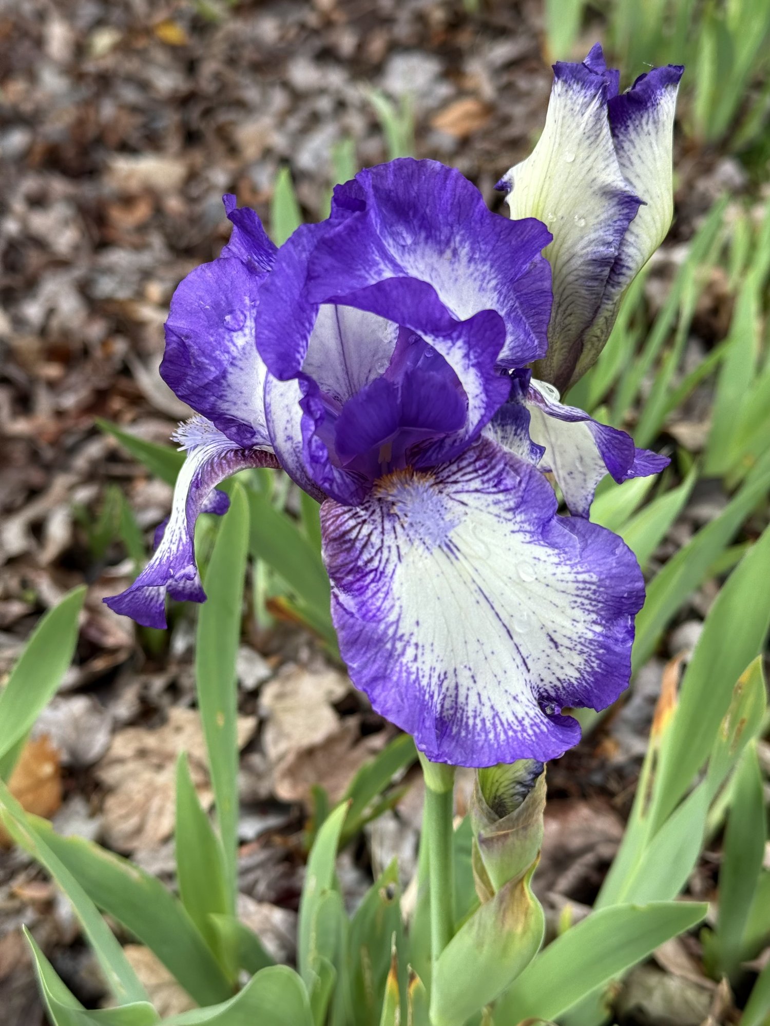 IMG_1425.jpeg