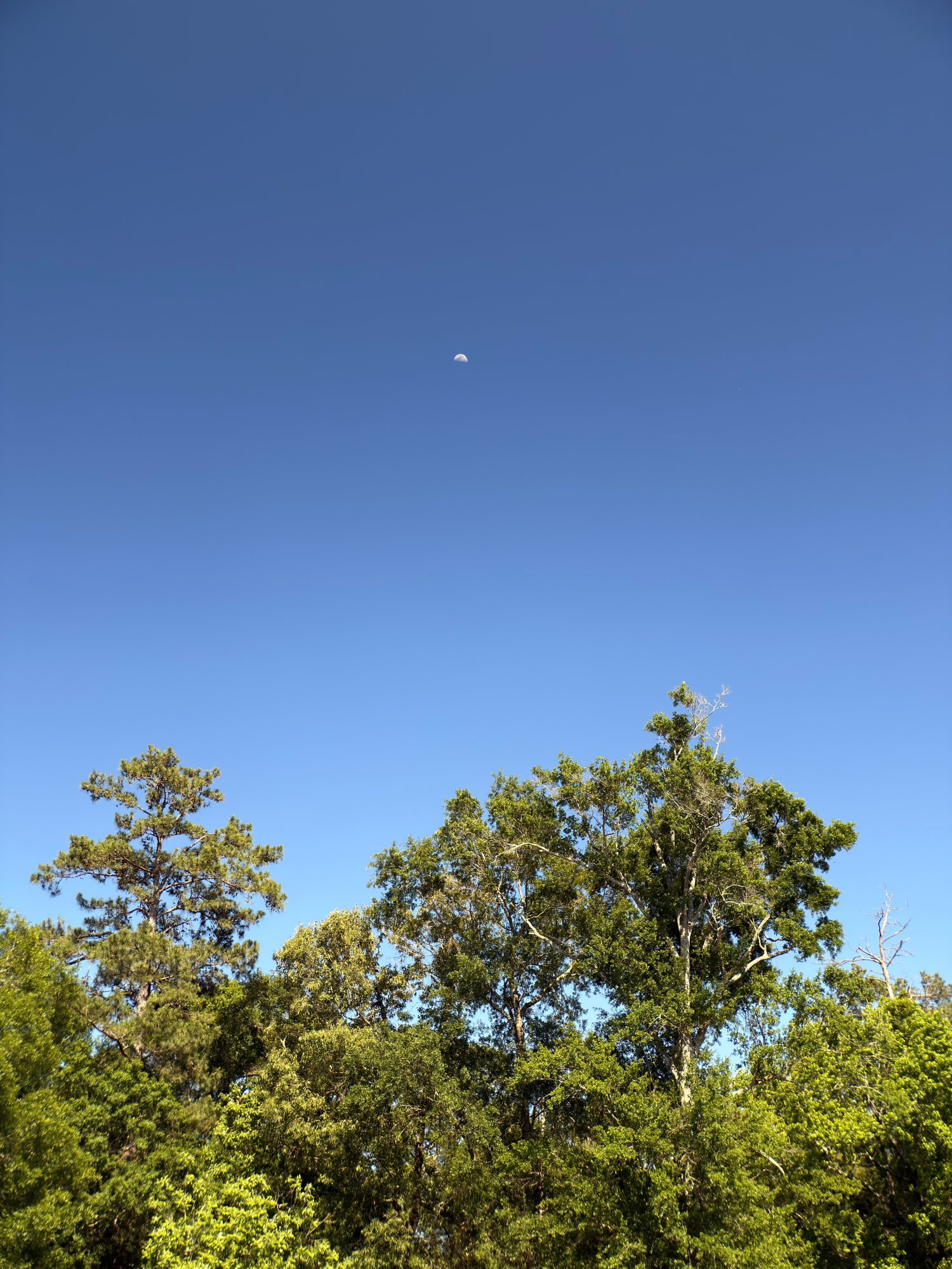 IMG_1462.jpeg