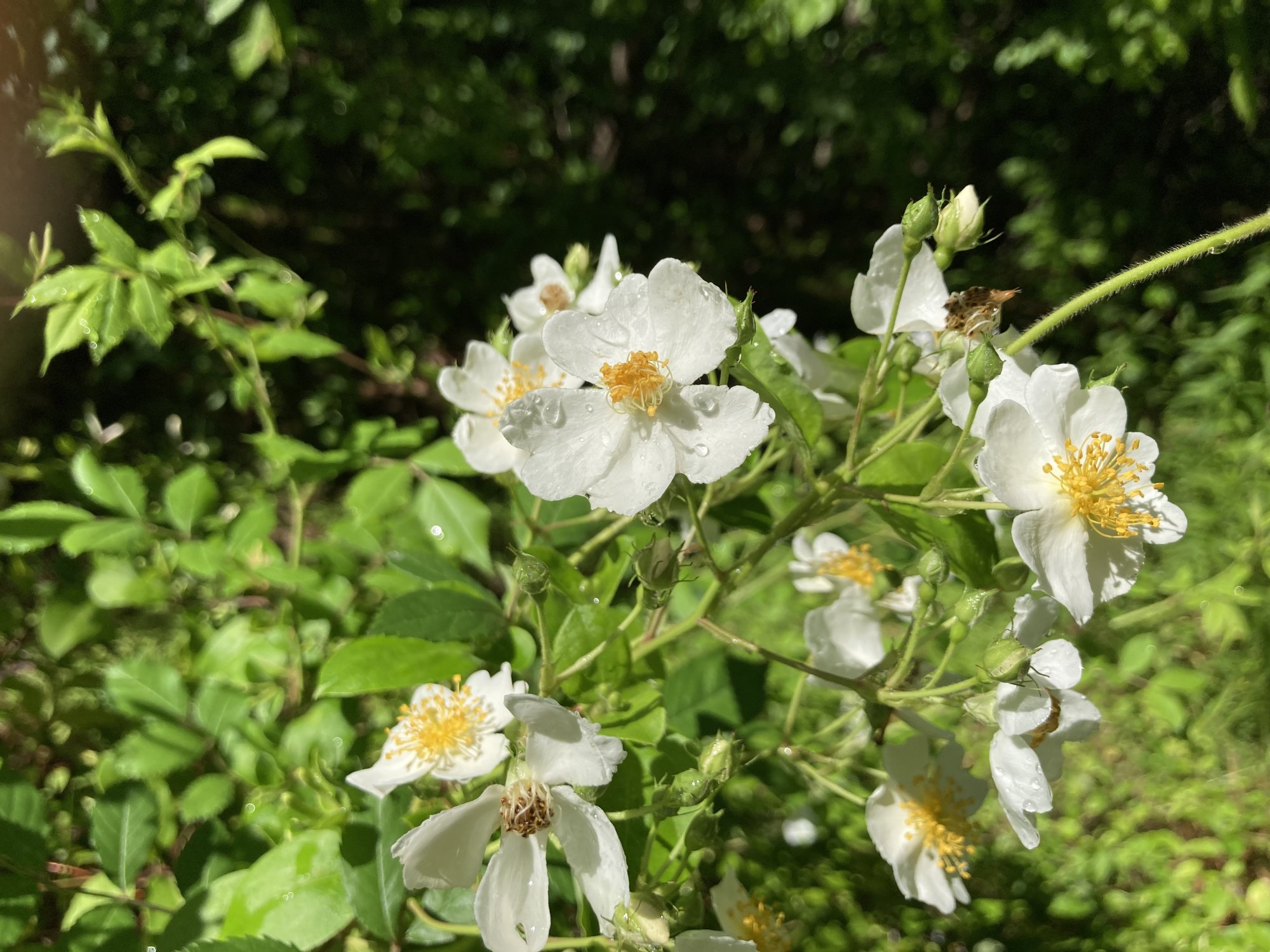 IMG_1637.jpeg