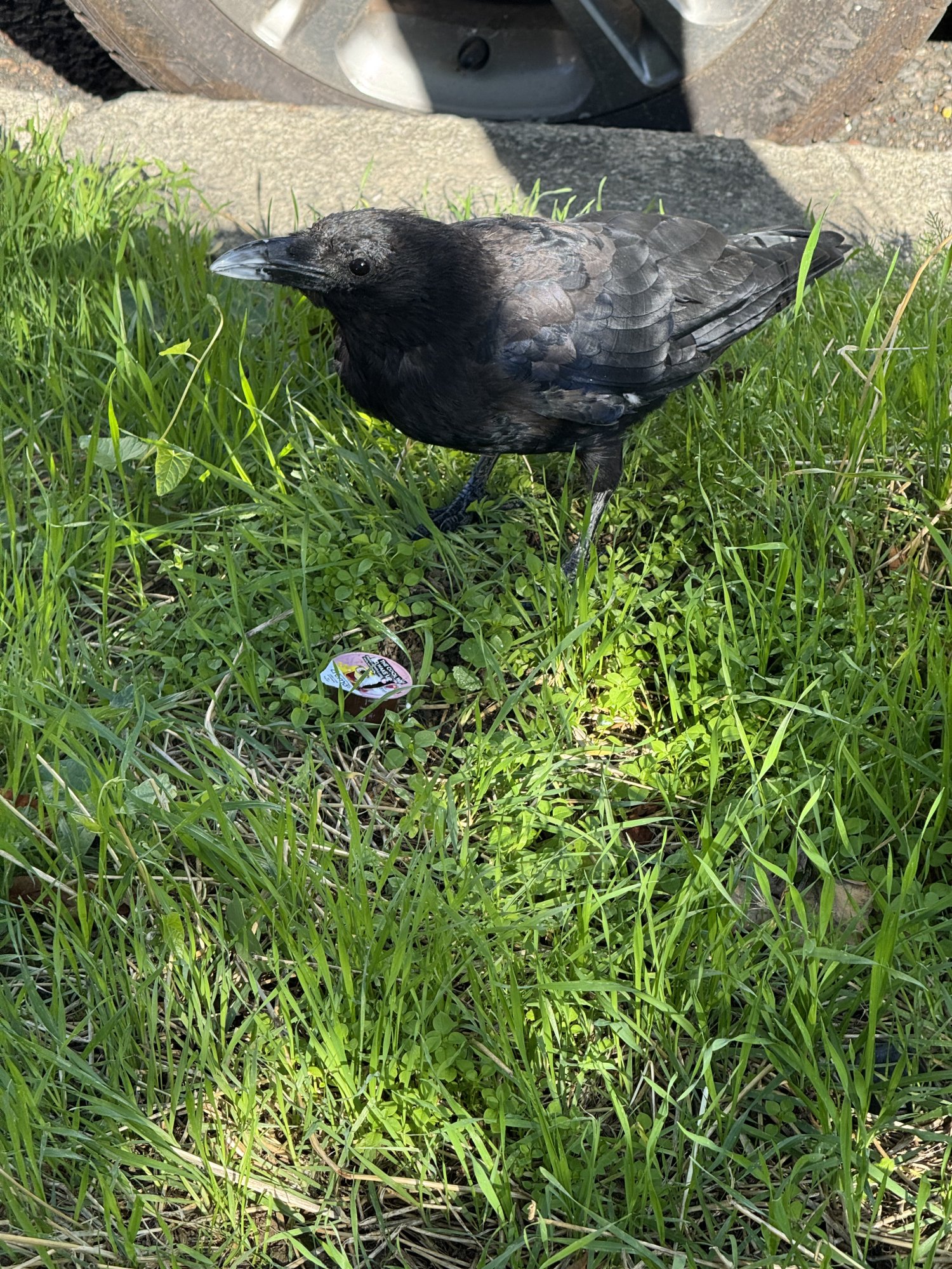 IMG_1659.jpeg
